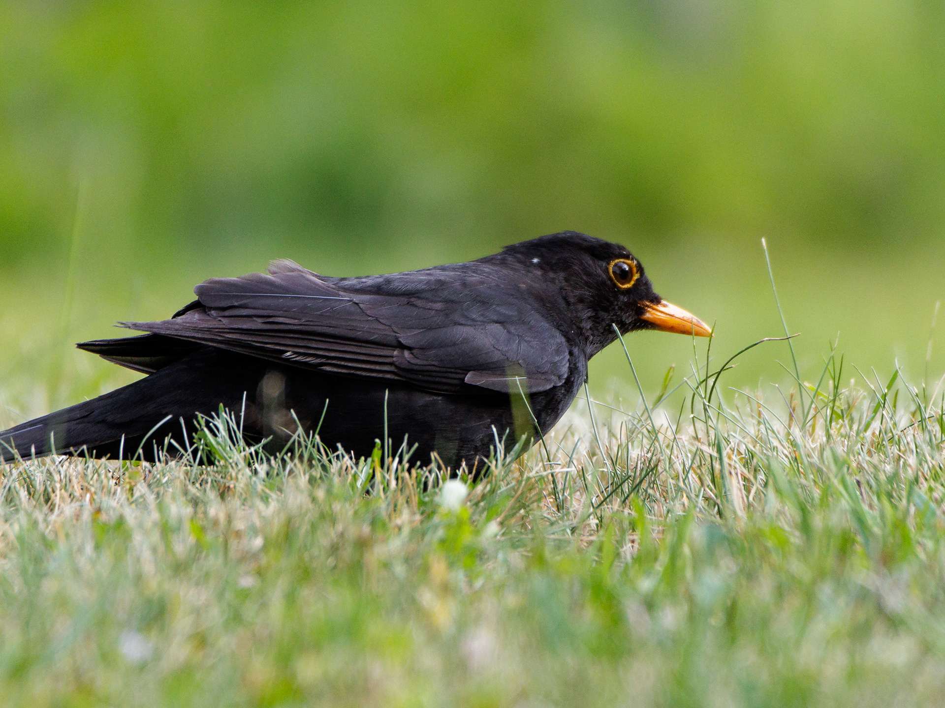 Mustarastas (7.2022)