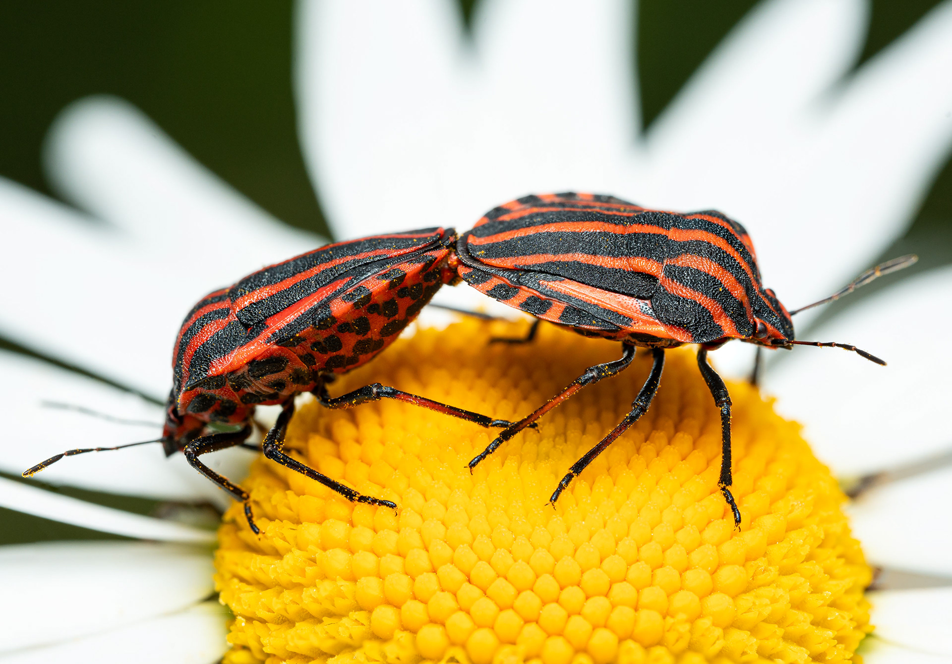 Pyjamalude (21.6.2025)