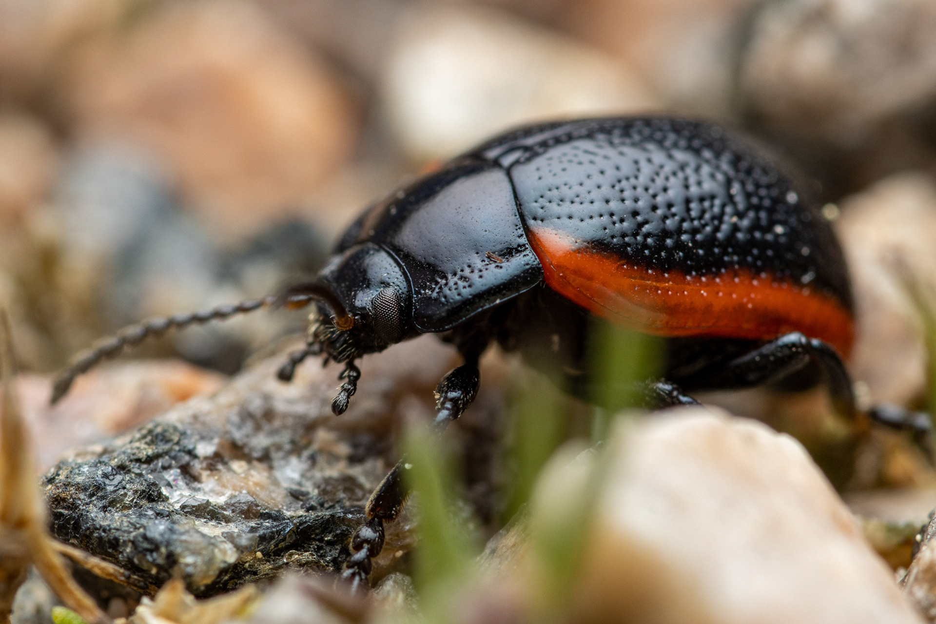 Kannusruohokuoriainen (28.5.2022)