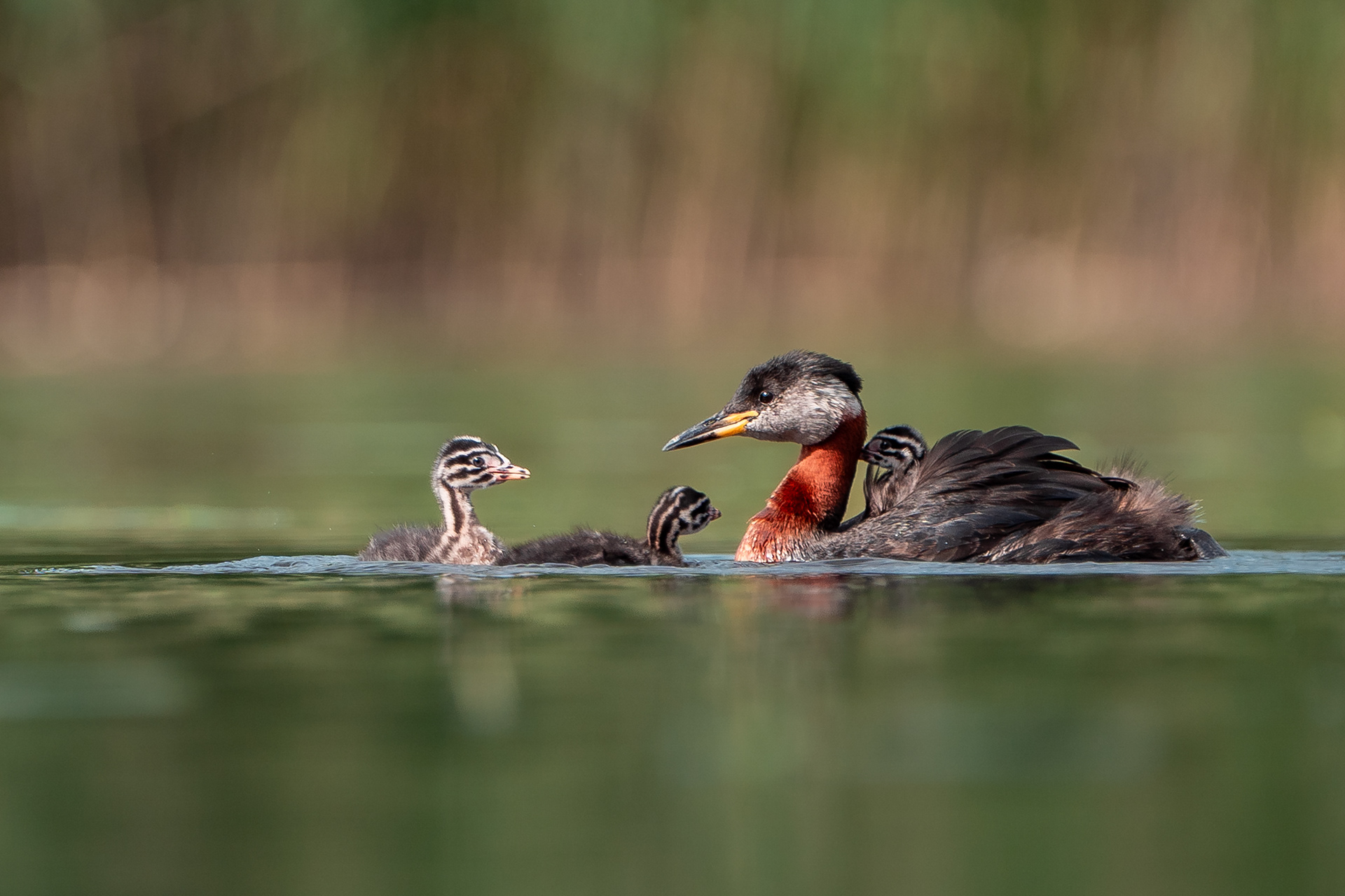 Härkälintupesue (6.2025)