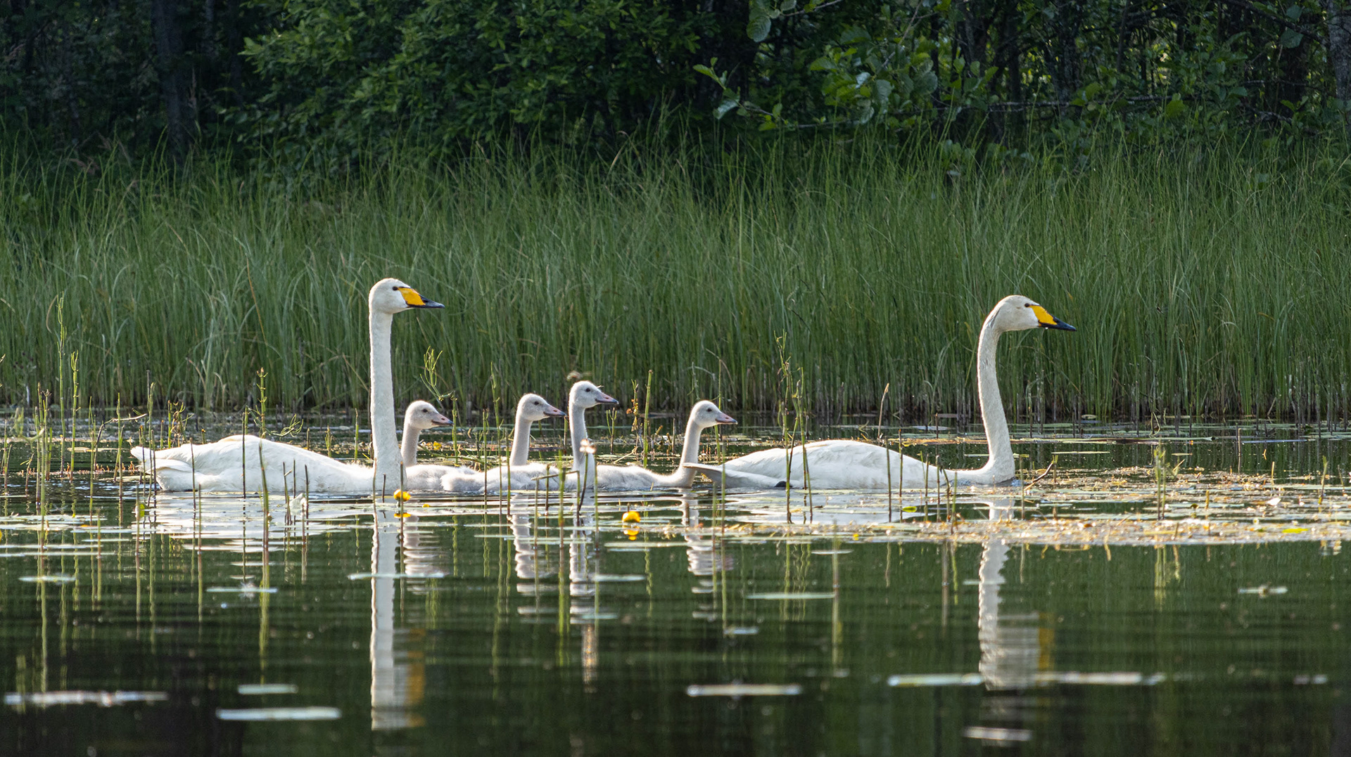 Laulujoutsenperhe (6.2020)