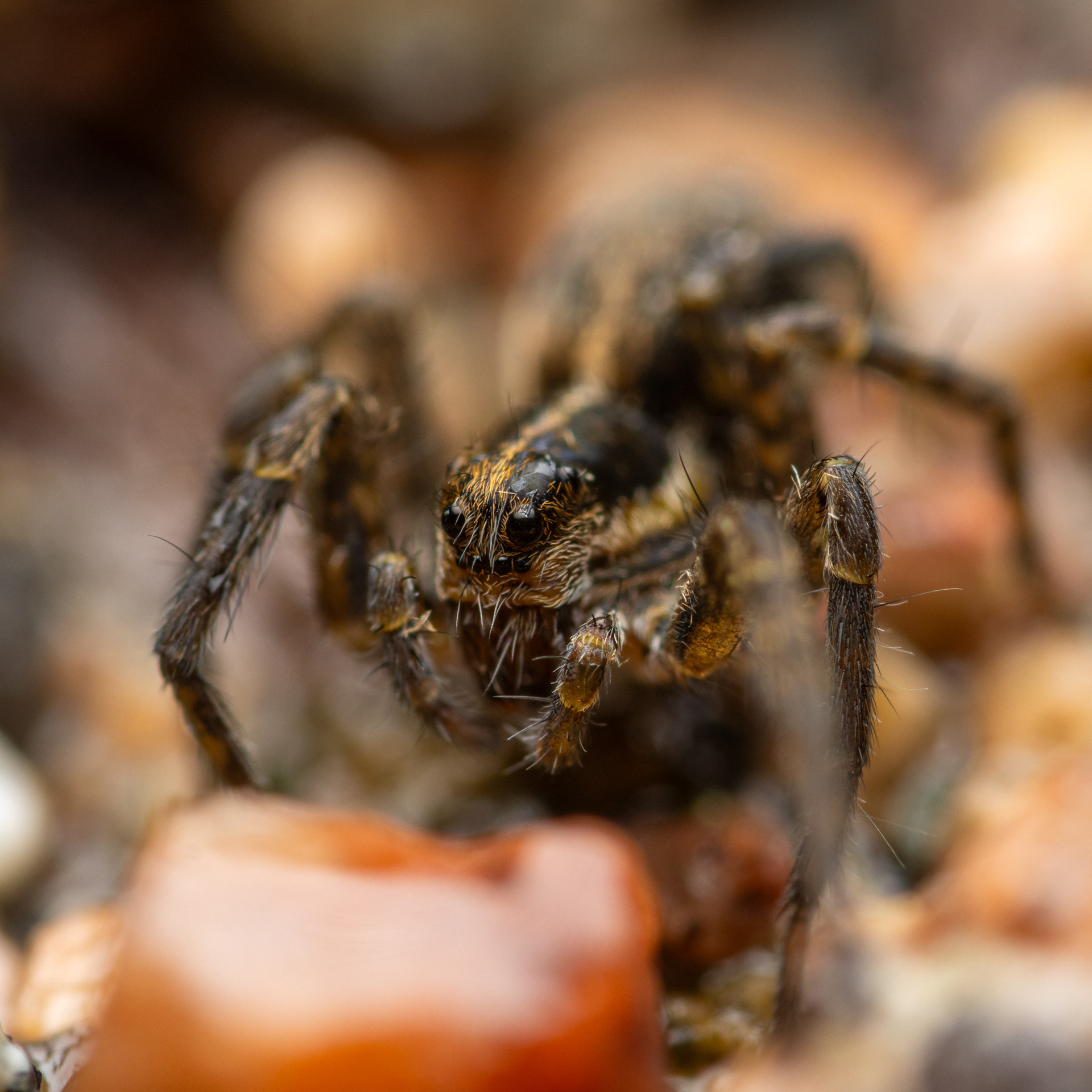 Juoksuhämähäkki (11.9.2021)