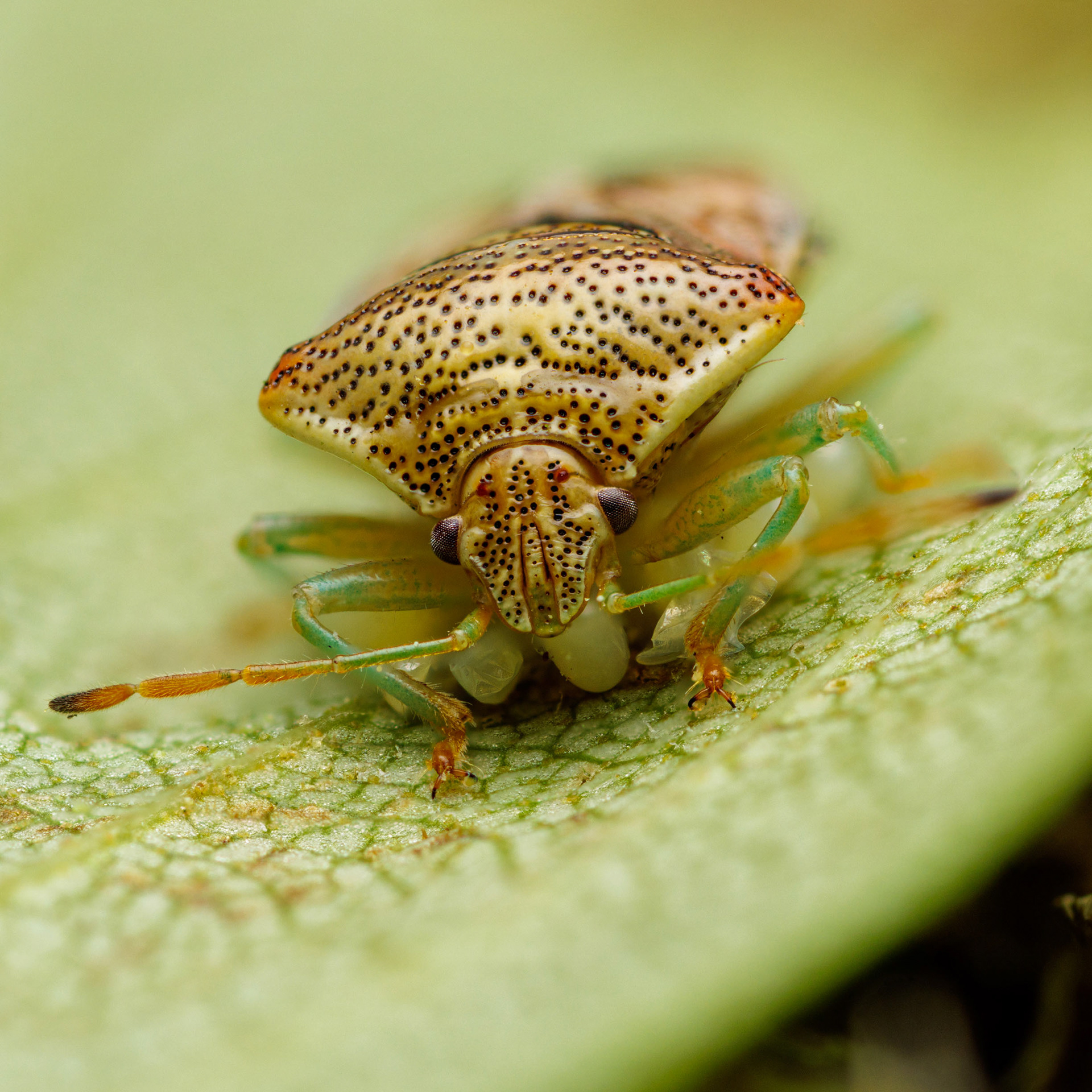 Koivulude (24.6.2022)