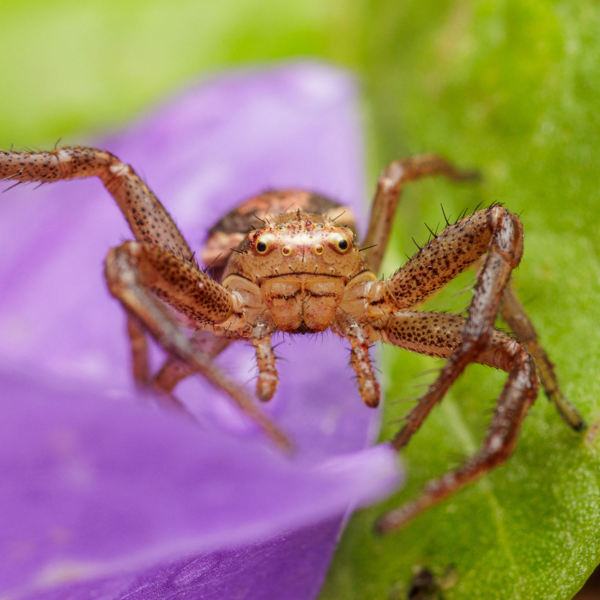 Rapuhämähäkki (31.7.2022)