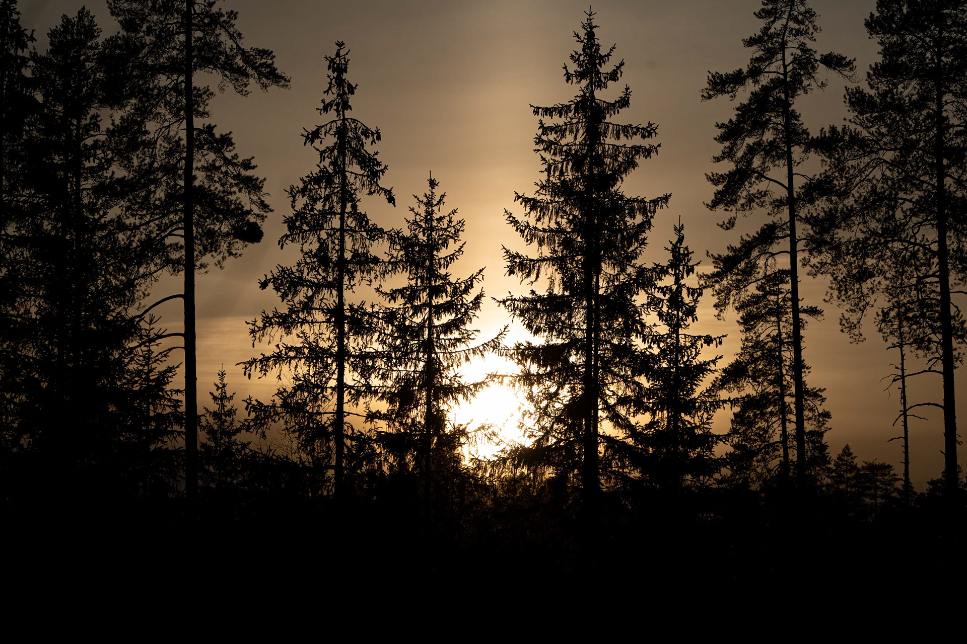 Järvenmäki, Kouvola/Iitti (4.2024)