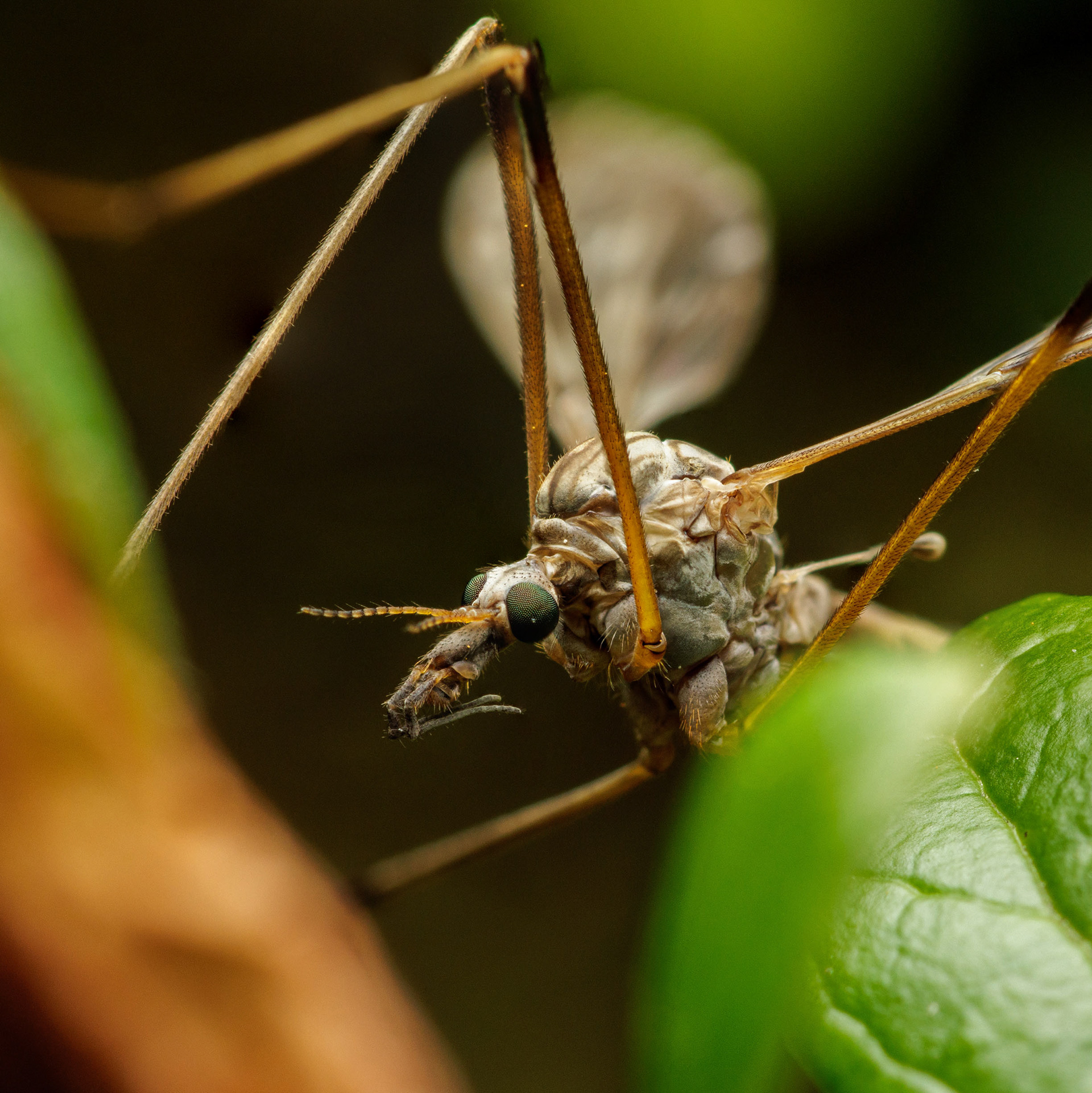Vaaksiainen (27.7.2022)