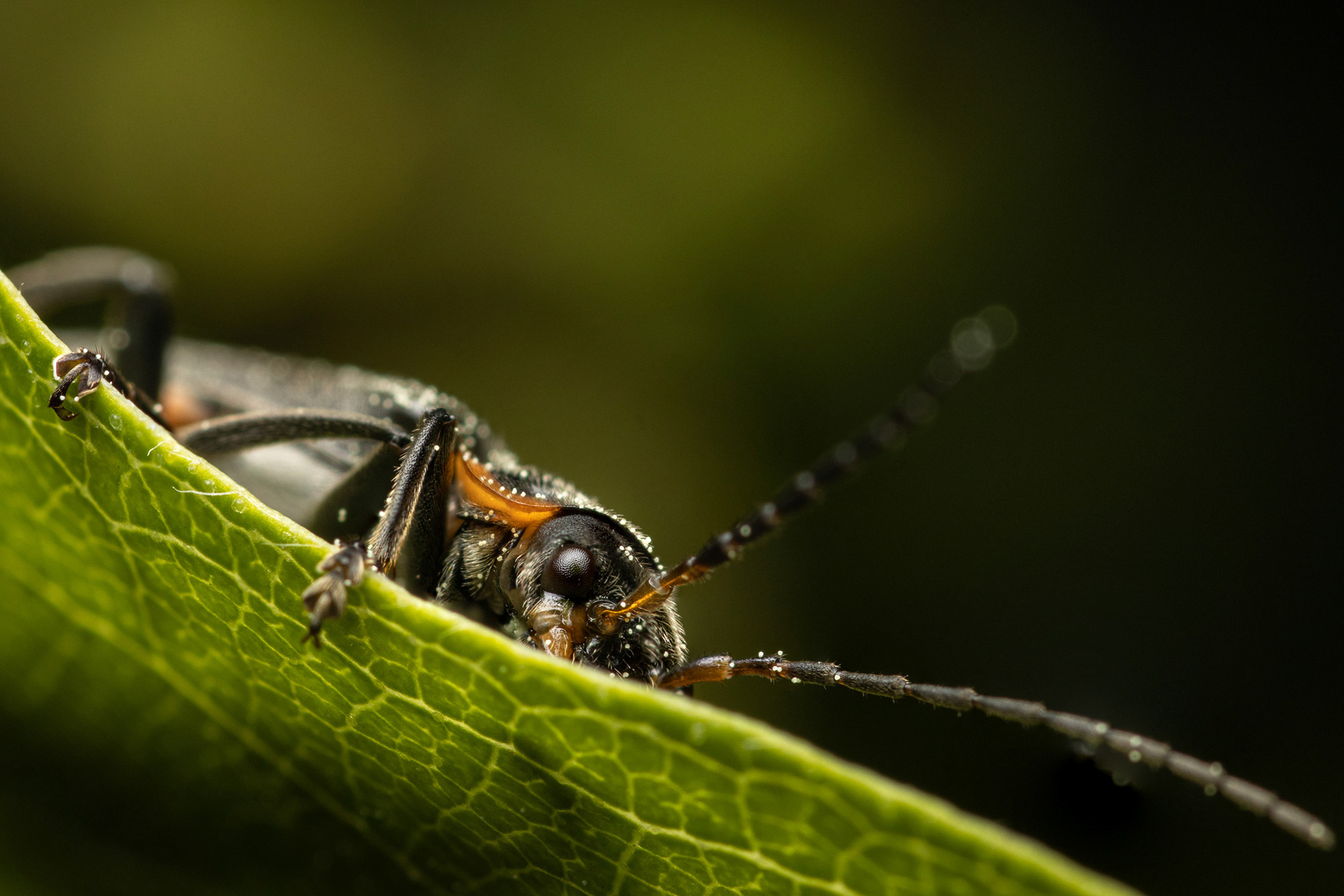 Sylkikuoriainen (7.6.2022)