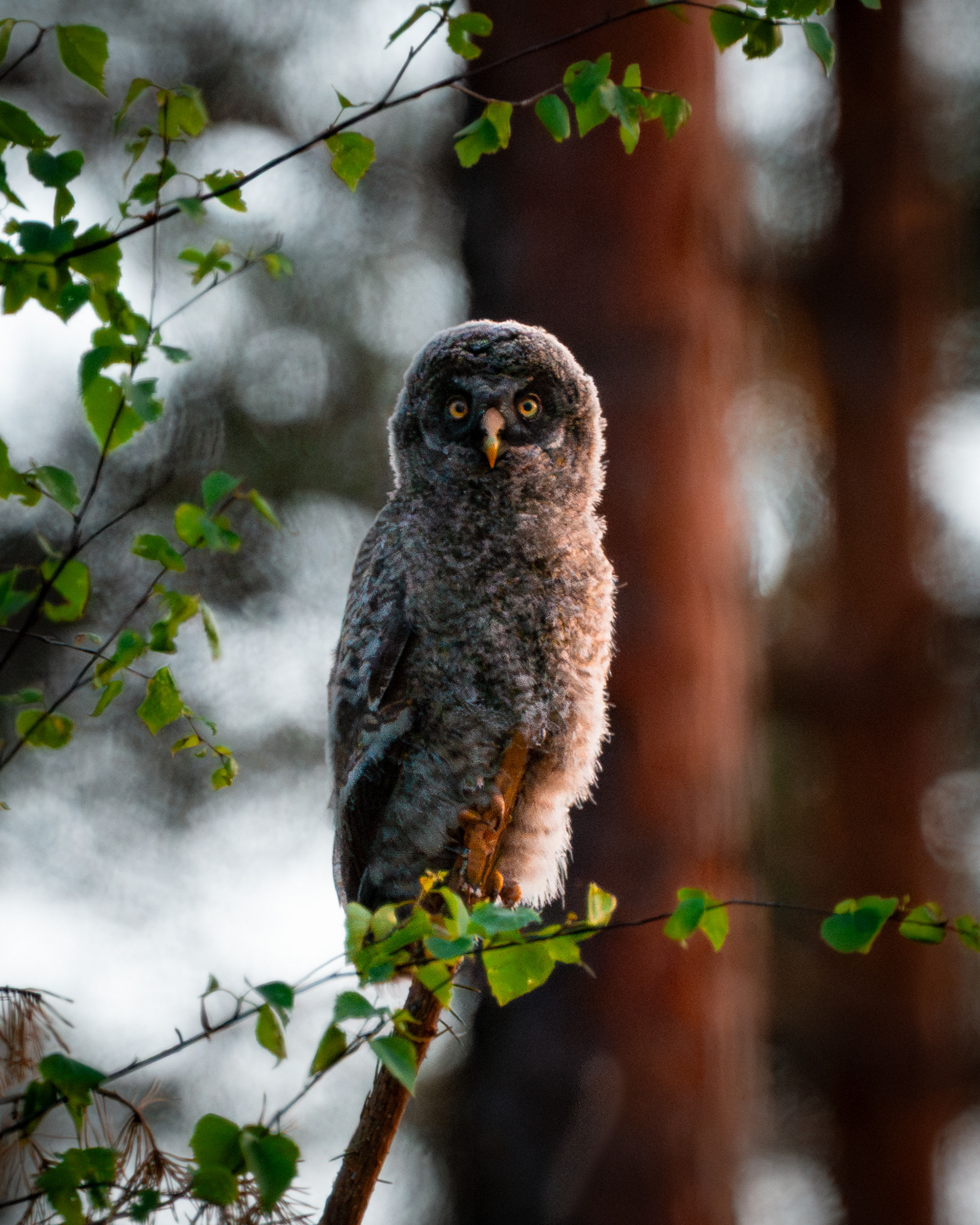 Lapinpöllön poikanen (6.2025)