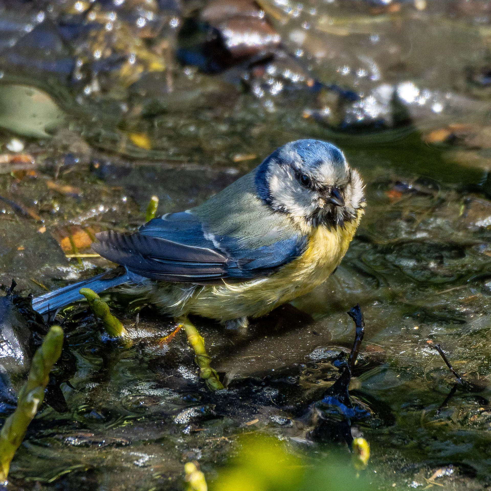 Sinitiainen (5.2023)