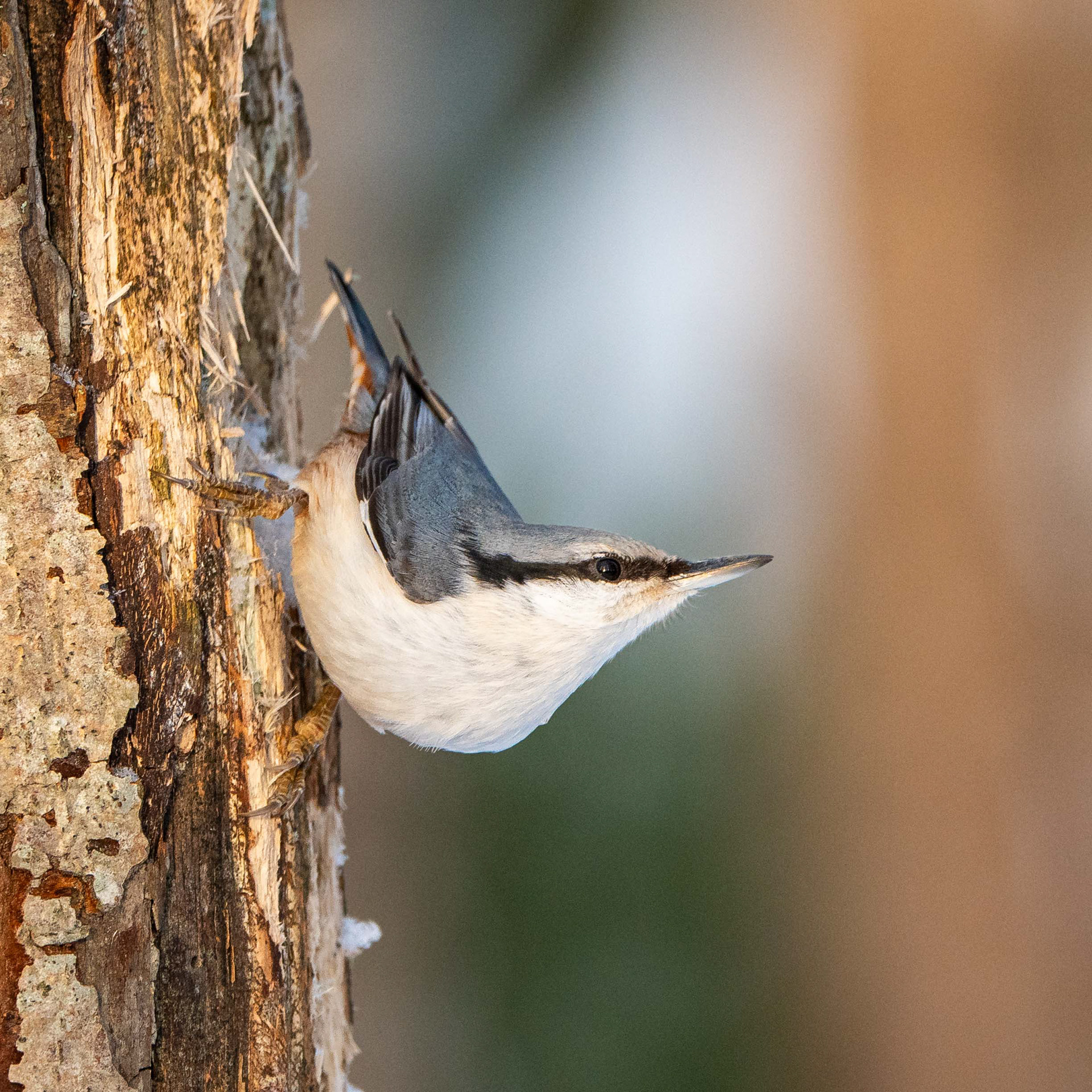 Pähkinänakkeli Käpytikka (12.2023)
