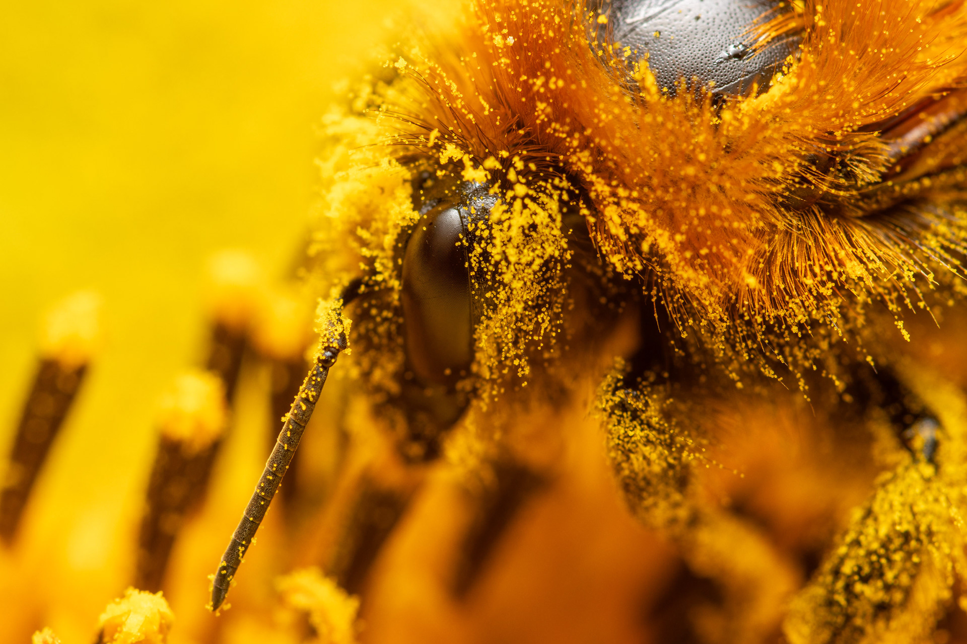 Kimalainen (20.8.2021)