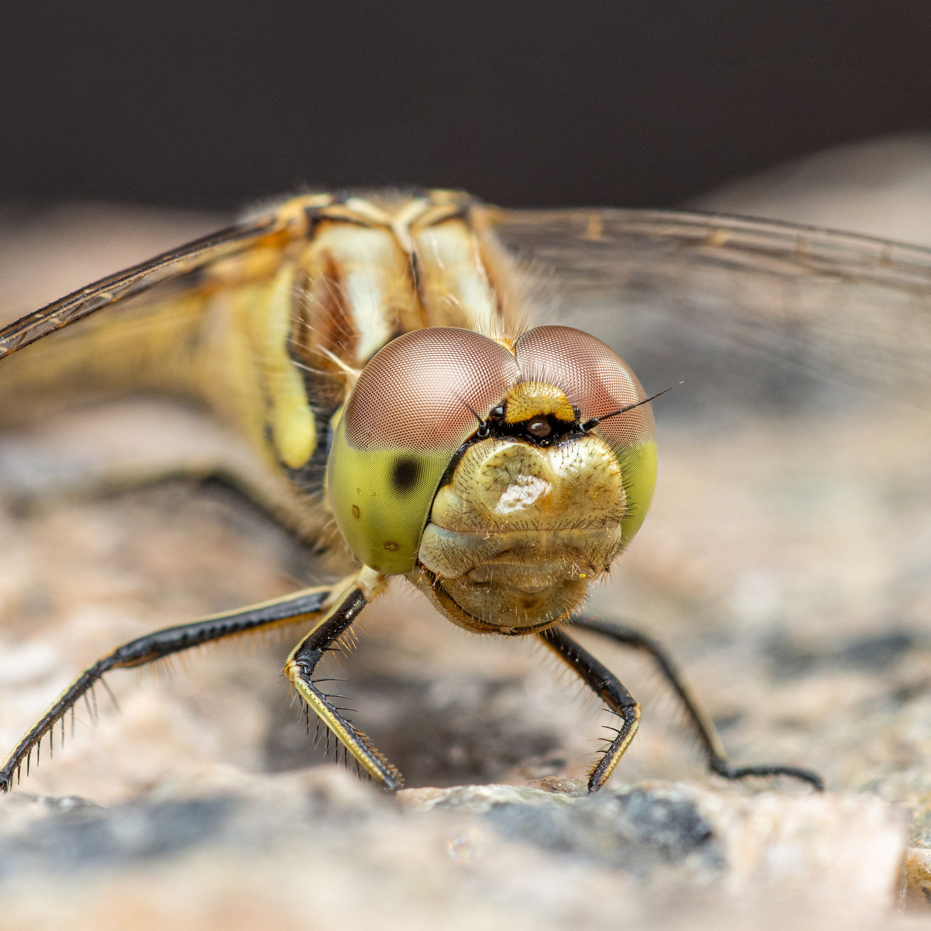 Punasyyskorento (31.7.2023)