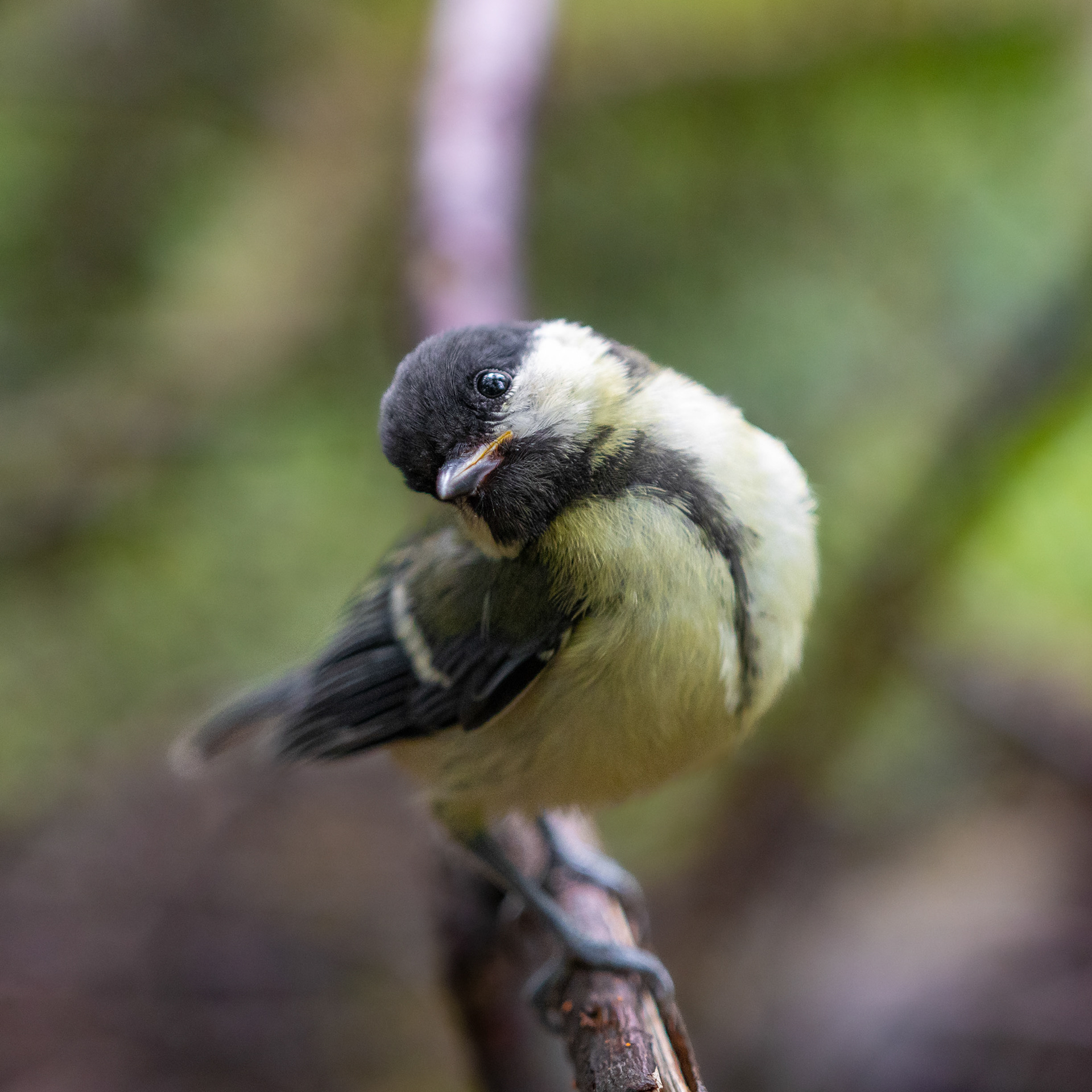 Talitiainen (7.2023)