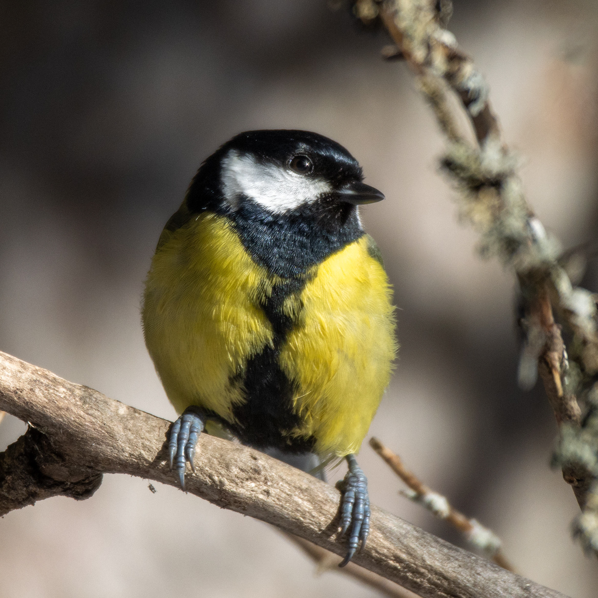 Talitiainen (3.2023)