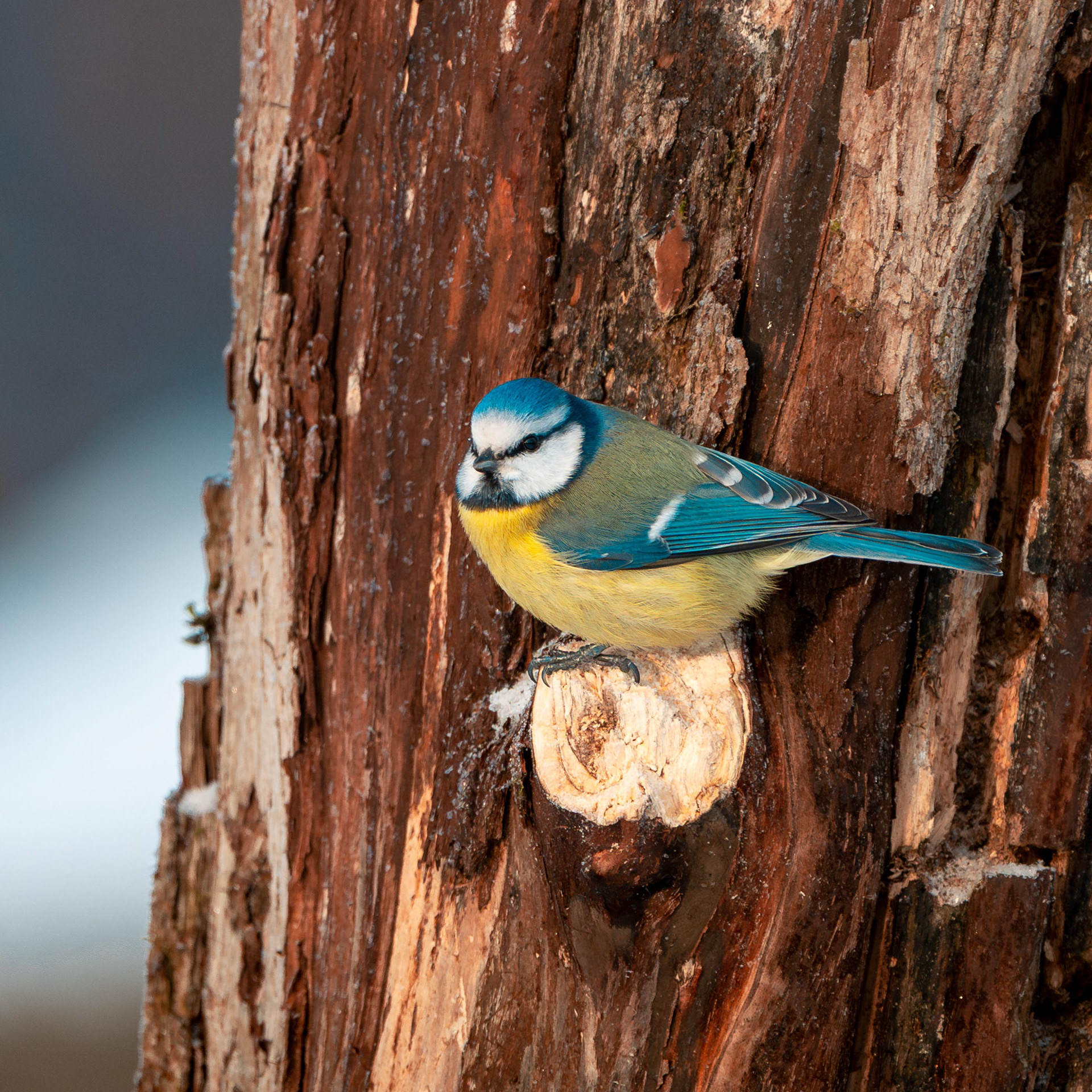 Sinitiainen (1.2026)