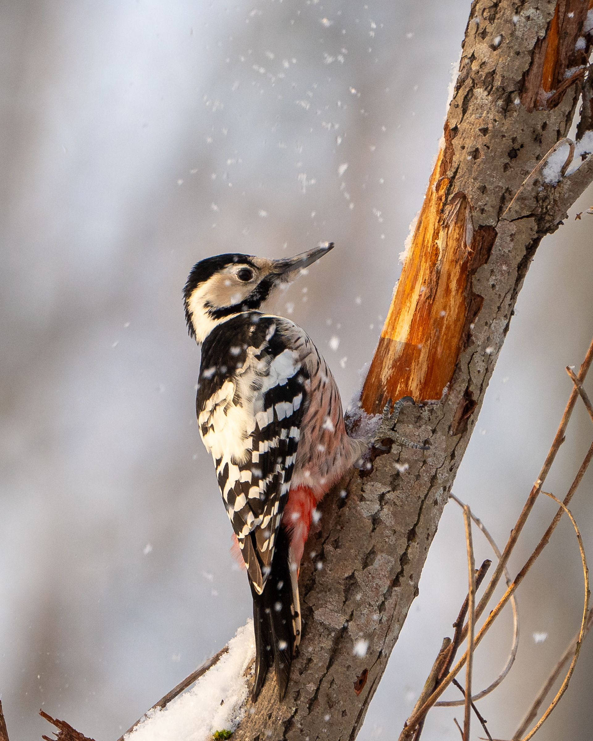 Käpytikka (12.2023)