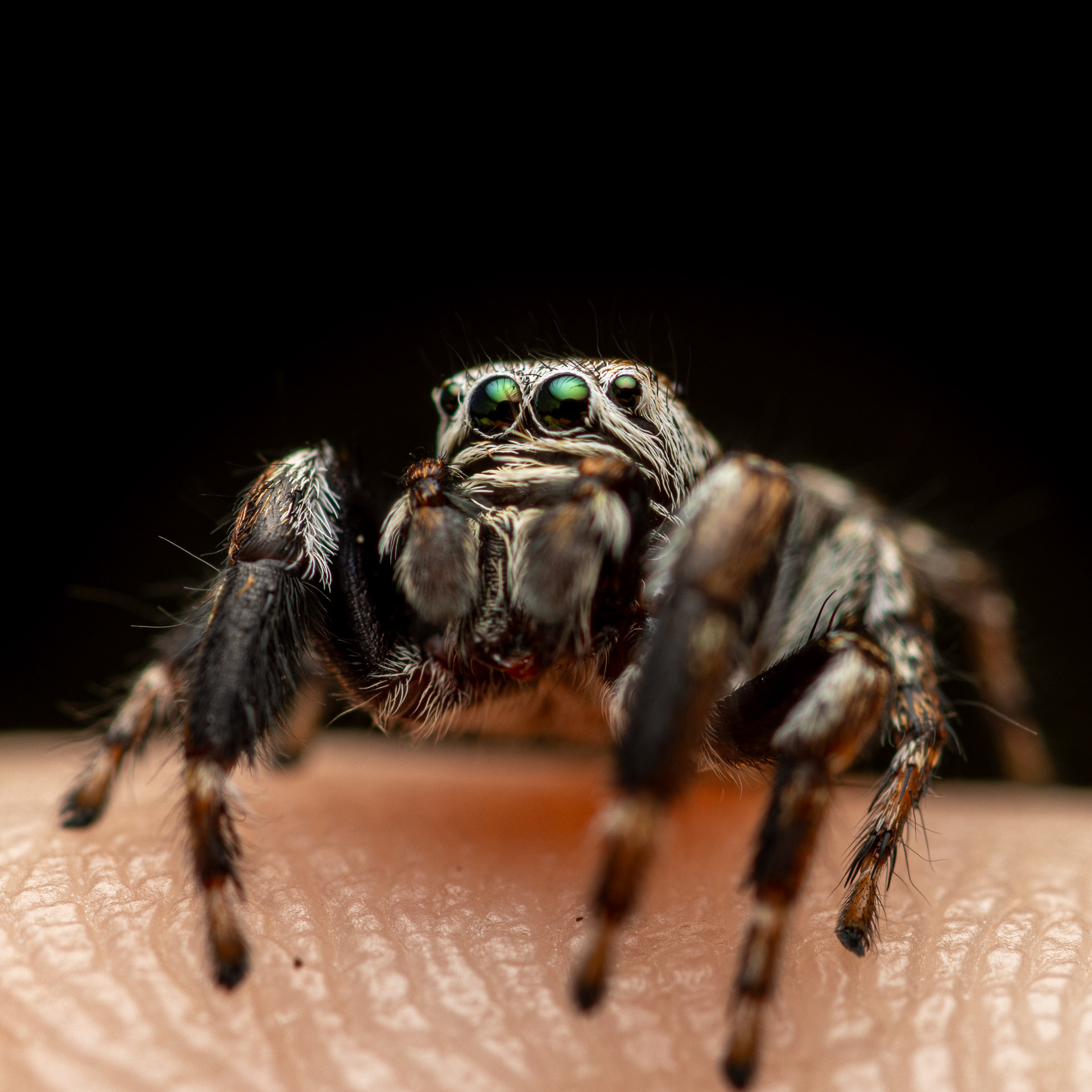 Sankasirppihypykki kuvaajan sormella (25.7.2023)