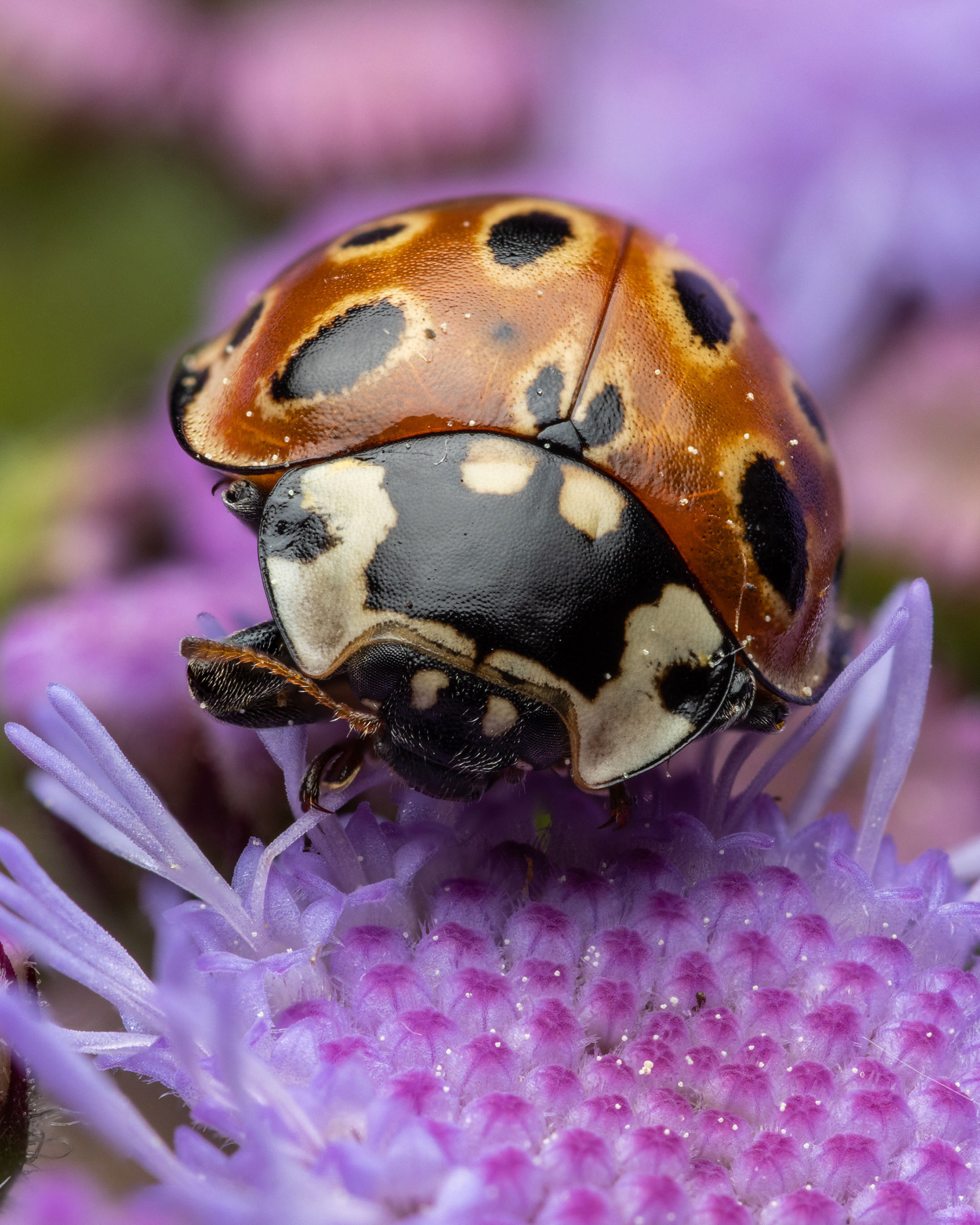 Isopirkko (5.6.2022)