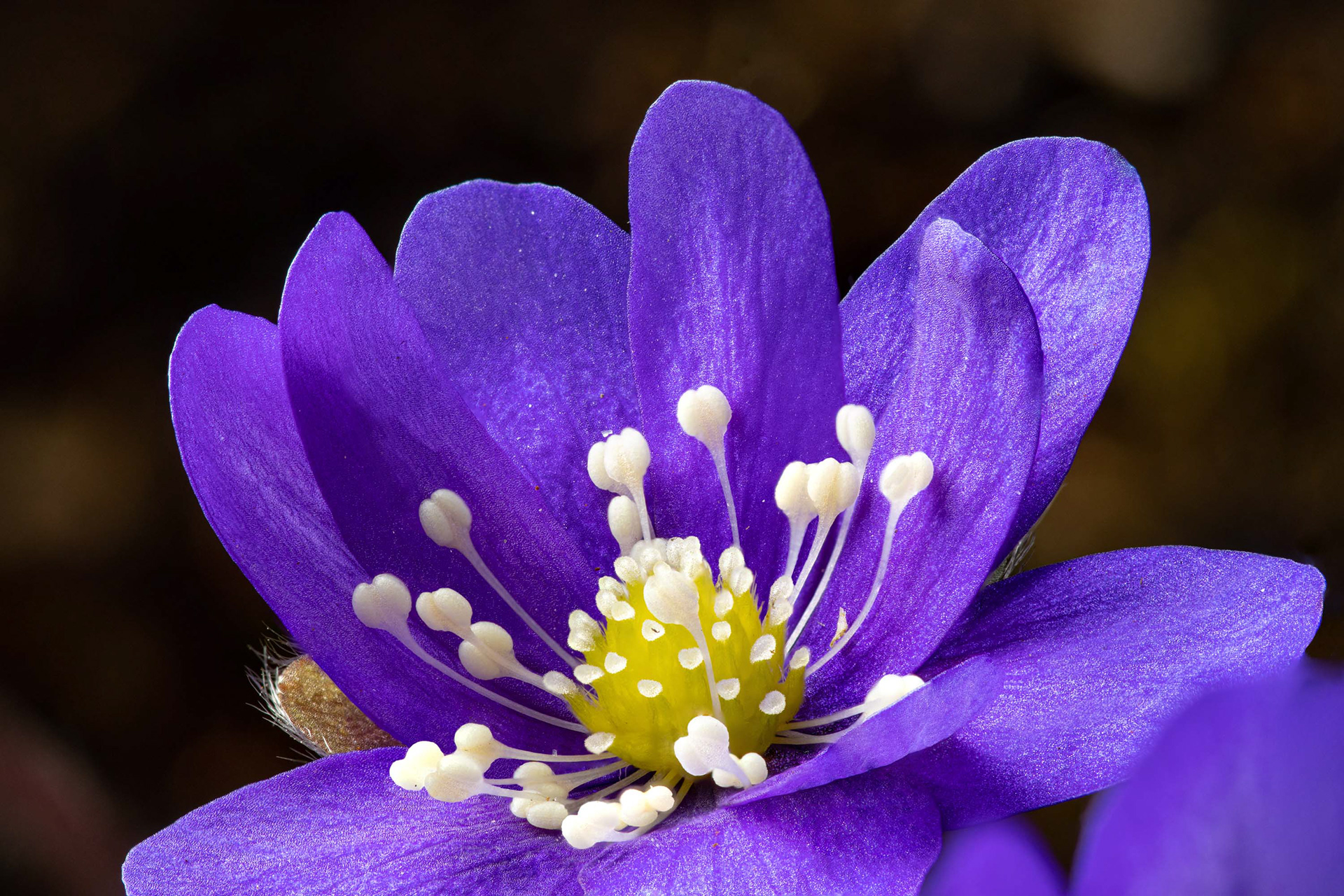 Sinivuokko (19.4.2023)