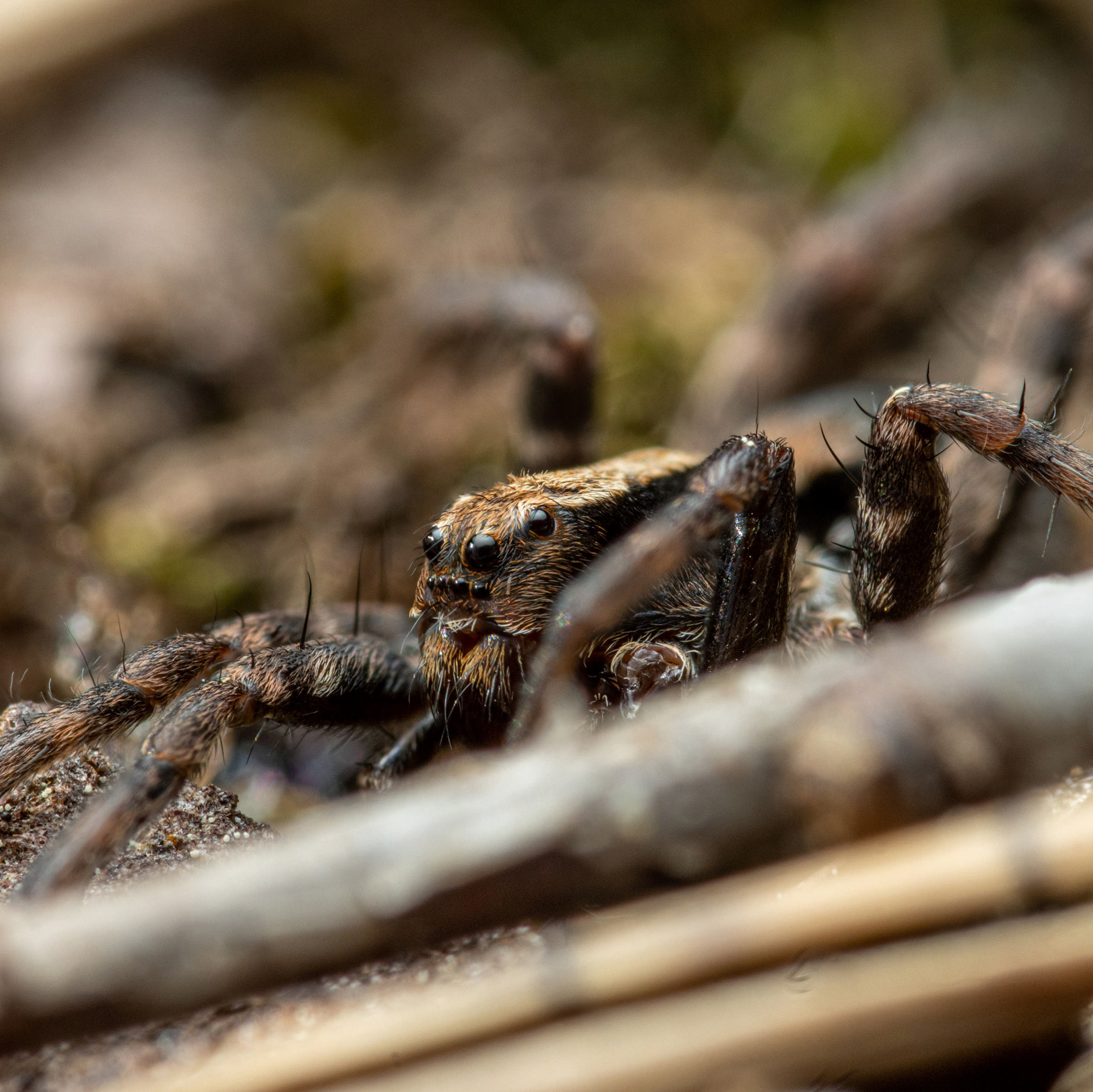 Juoksuhämähäkki (7.6.2022)