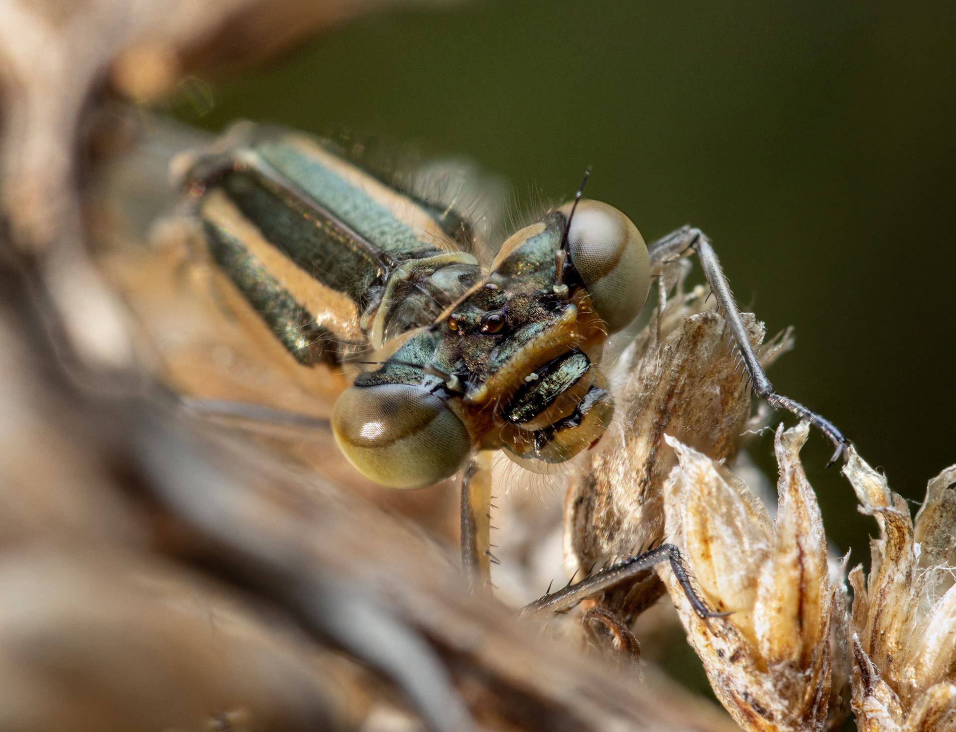 Hentosudenkorento (28.5.2022)