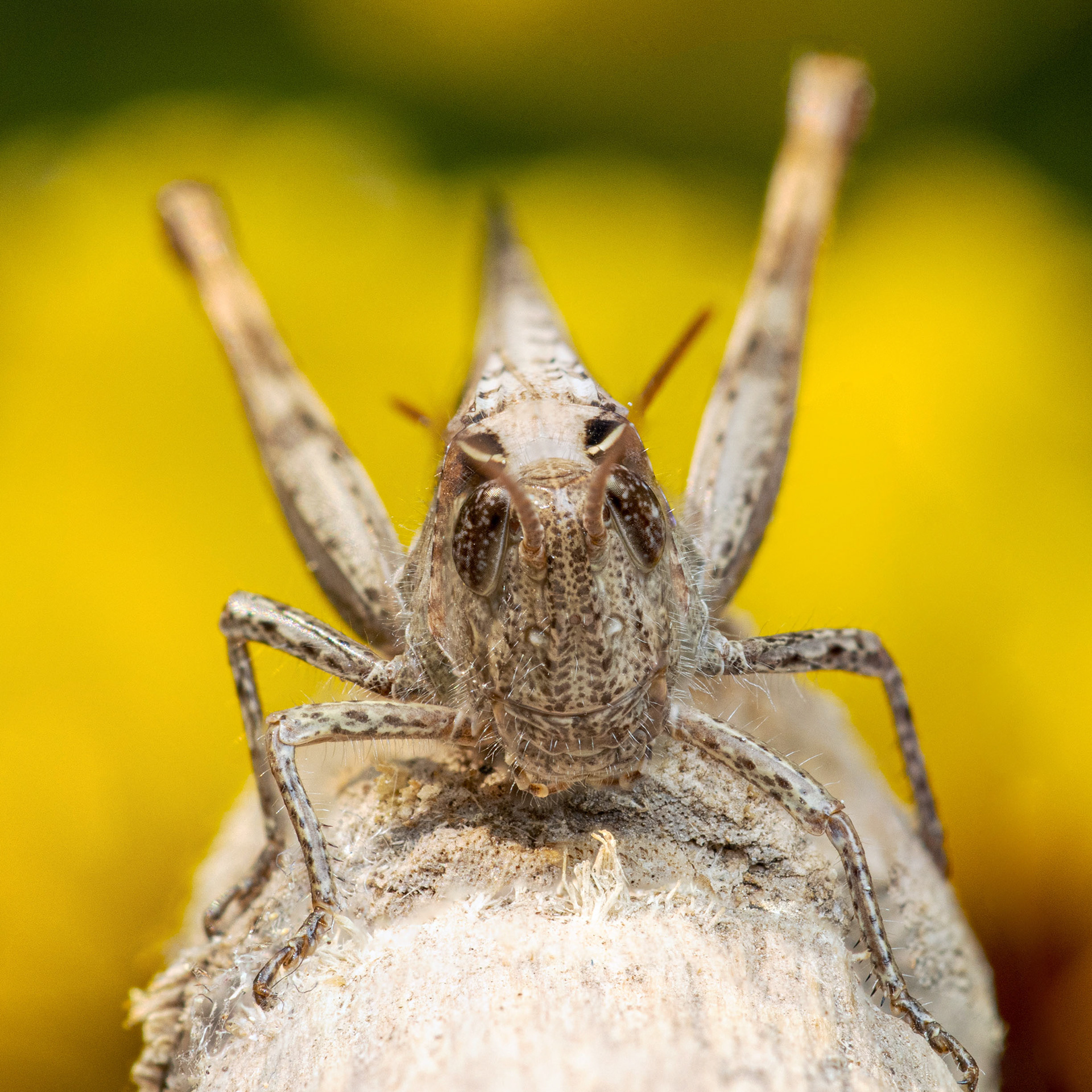 Heinäsirkka (17.7.2023)