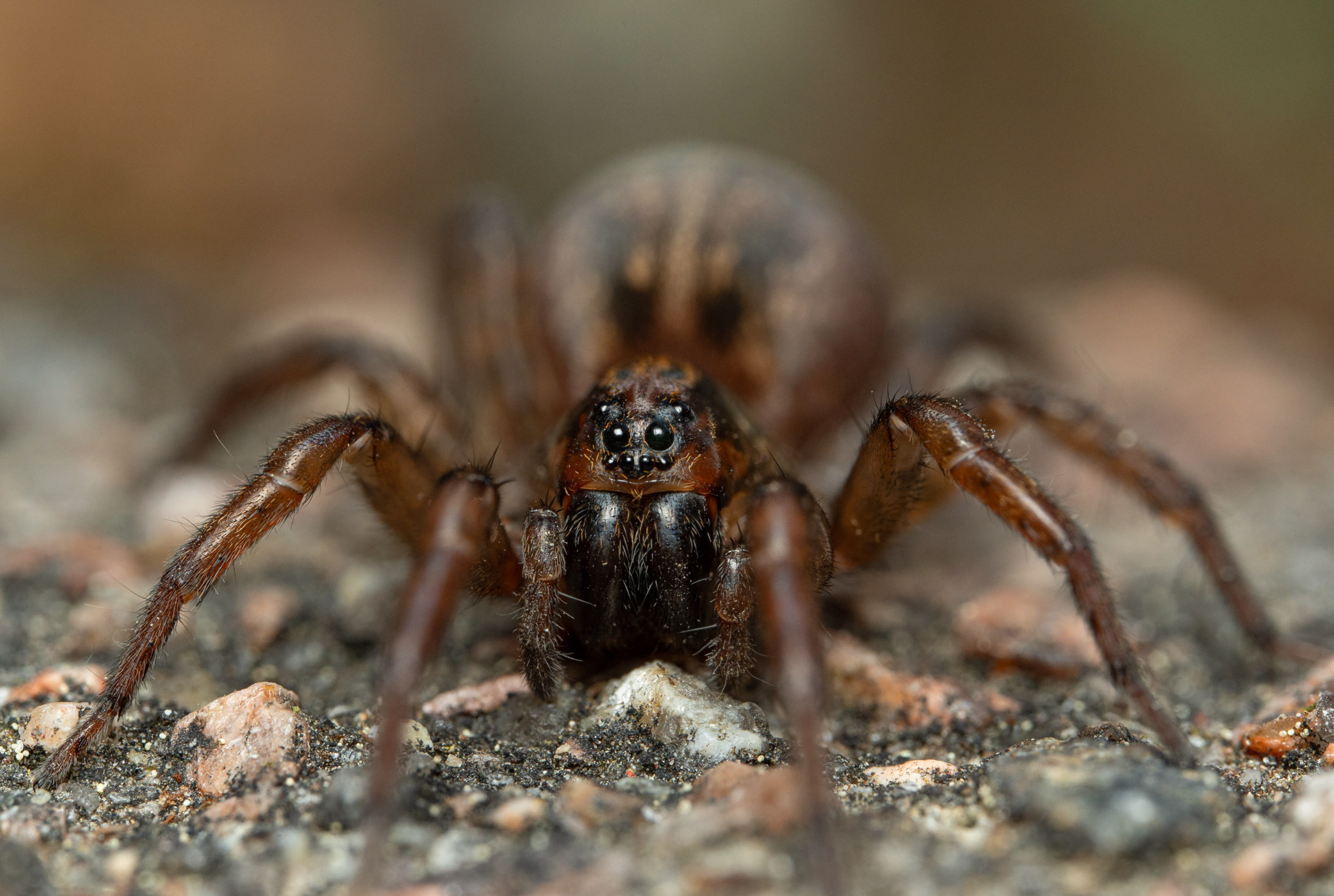 Juoksuhämähäkki (20.5.2024)