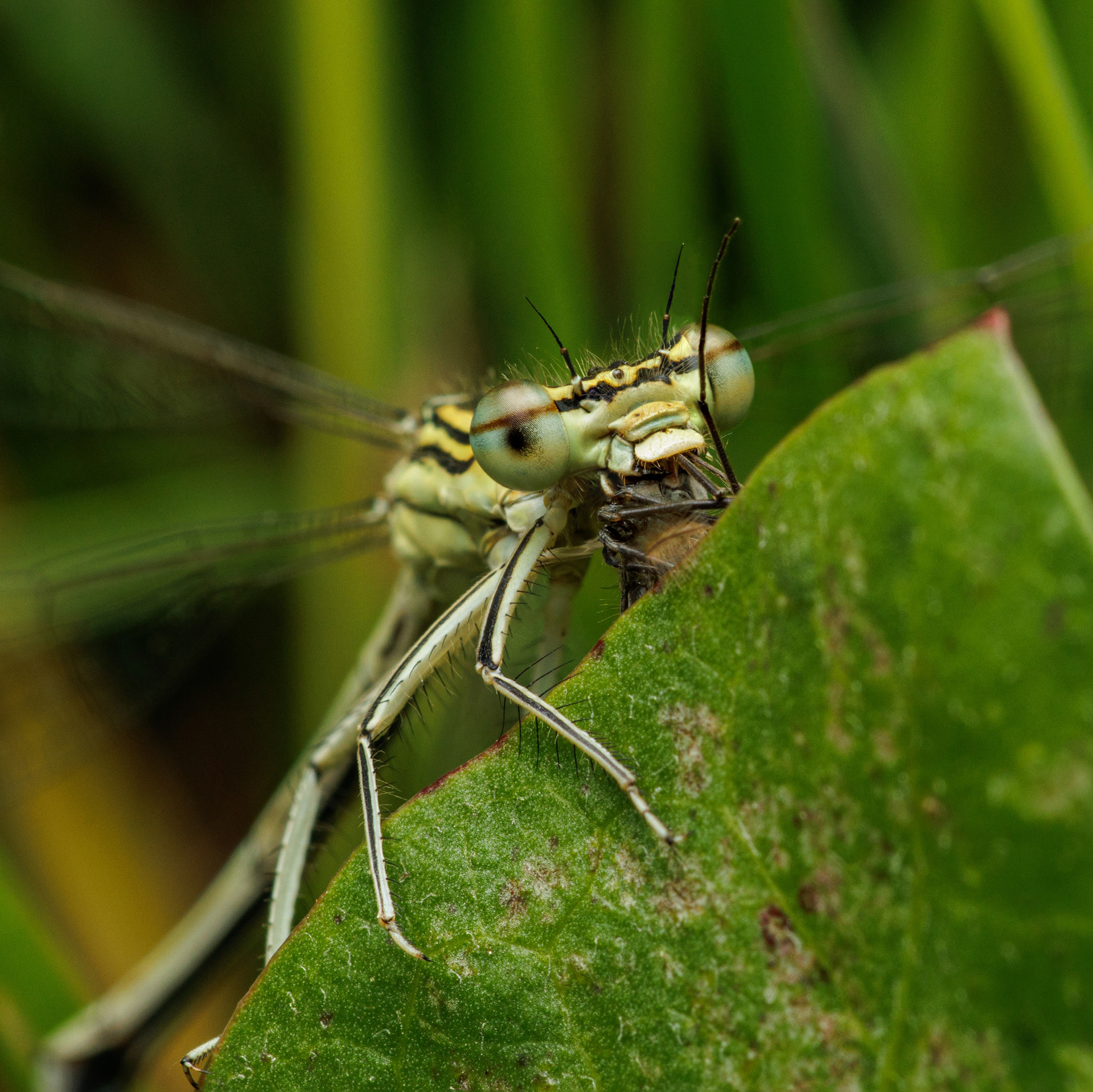 Tytönkorento (20.7.2022)
