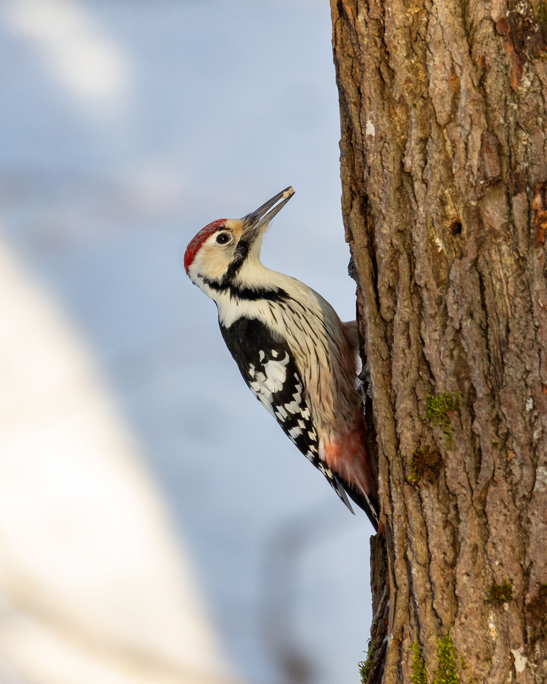 Valkoselkätikka (1.2022)