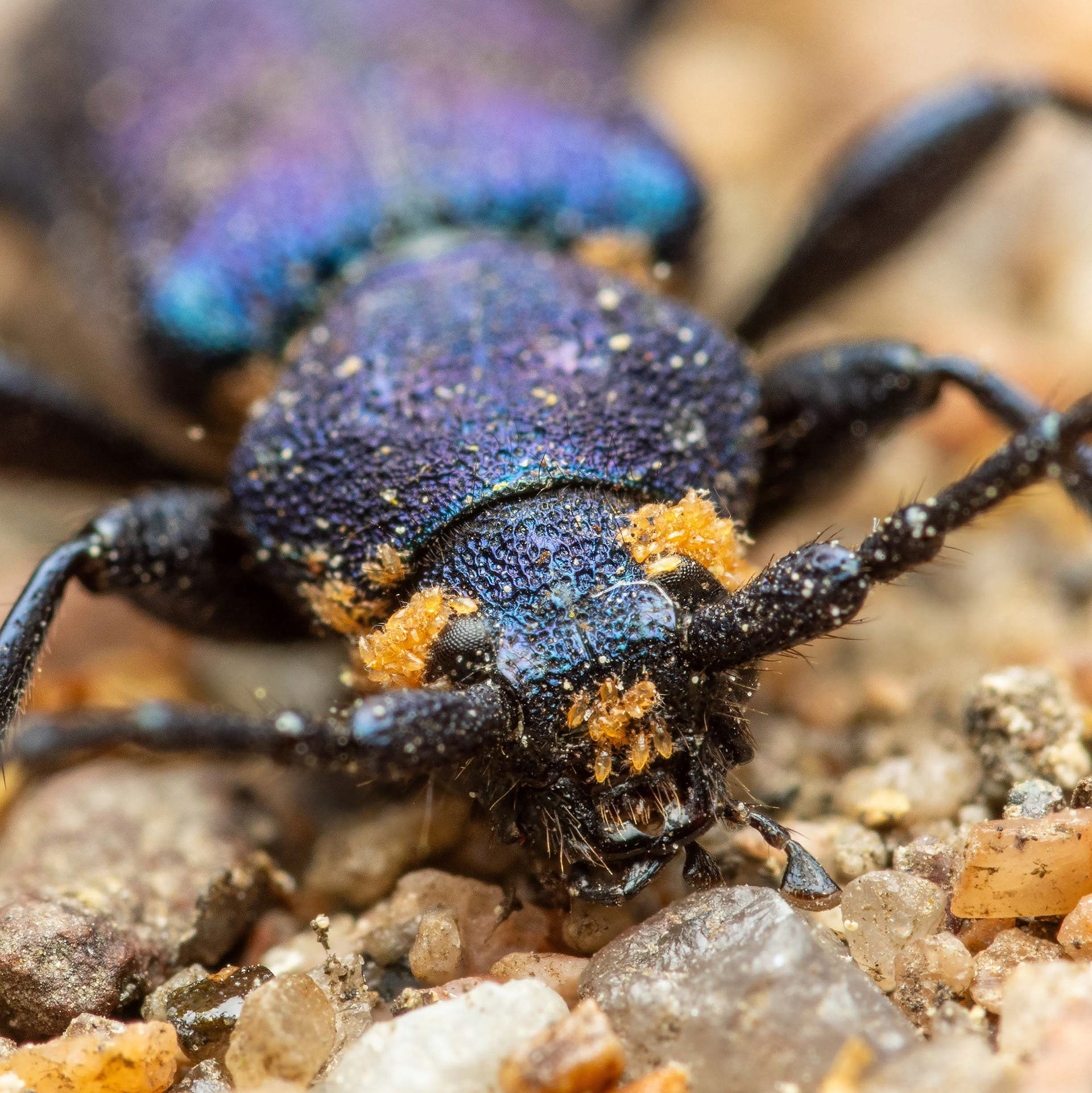 Papintappaja (17.6.2023)