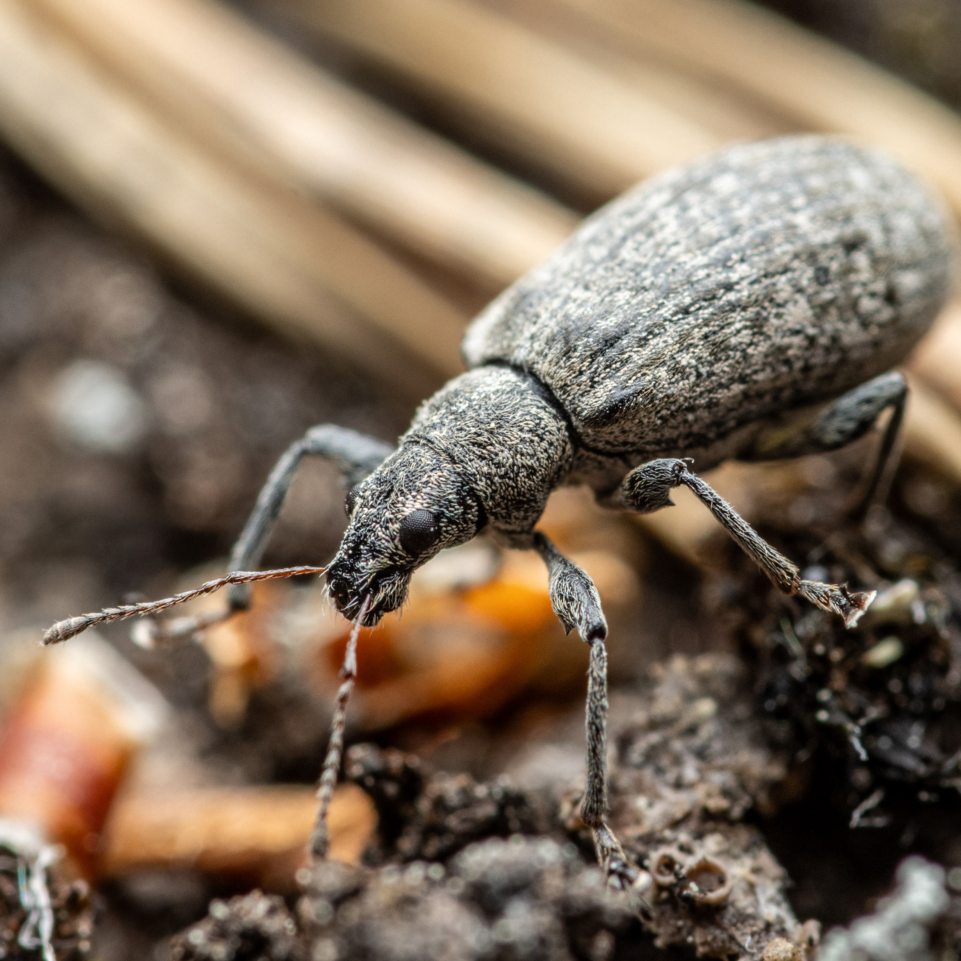 Suomukärsäkäs (12.6.2022)