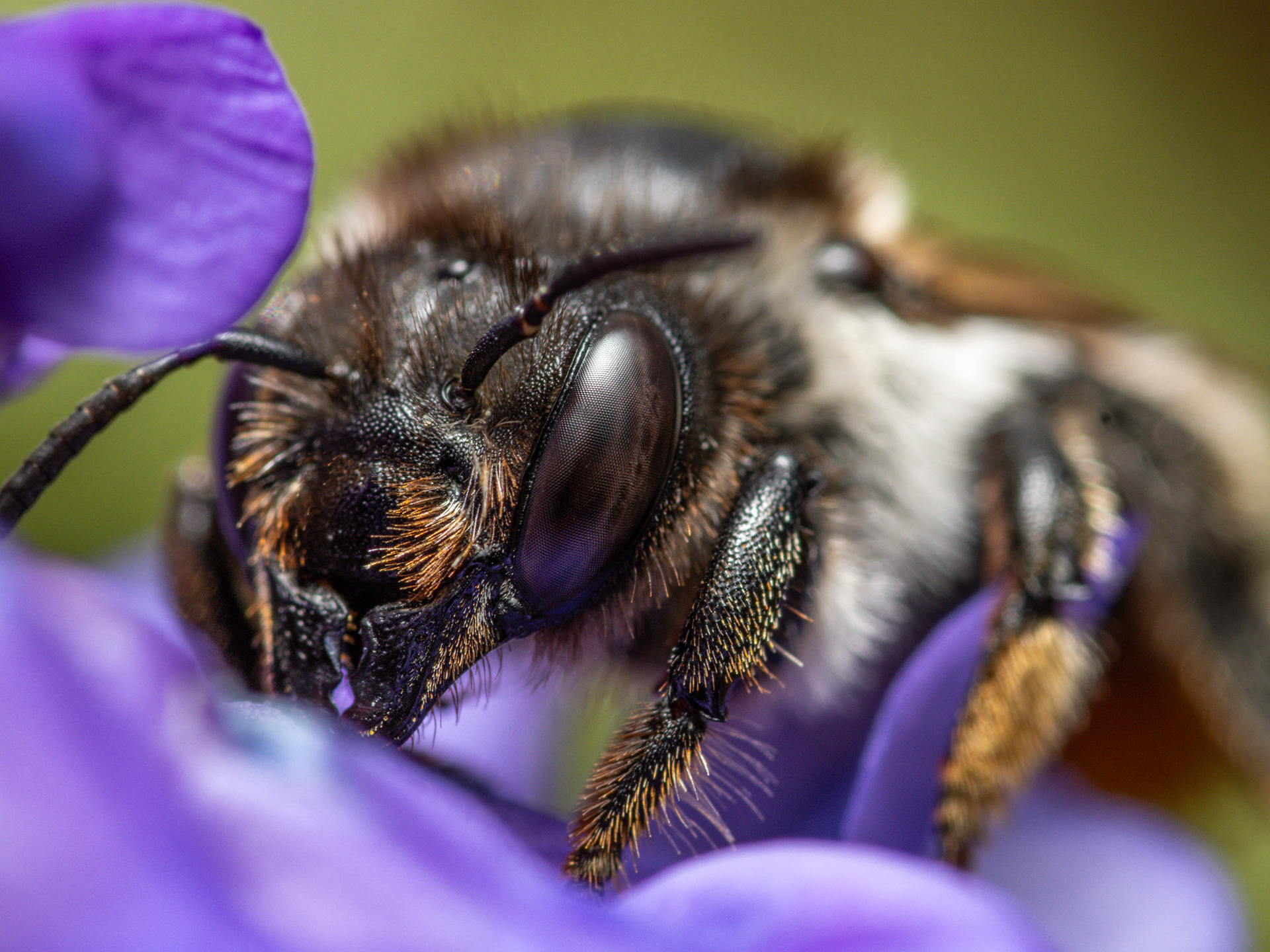 Kimalainen (23.7.2021)