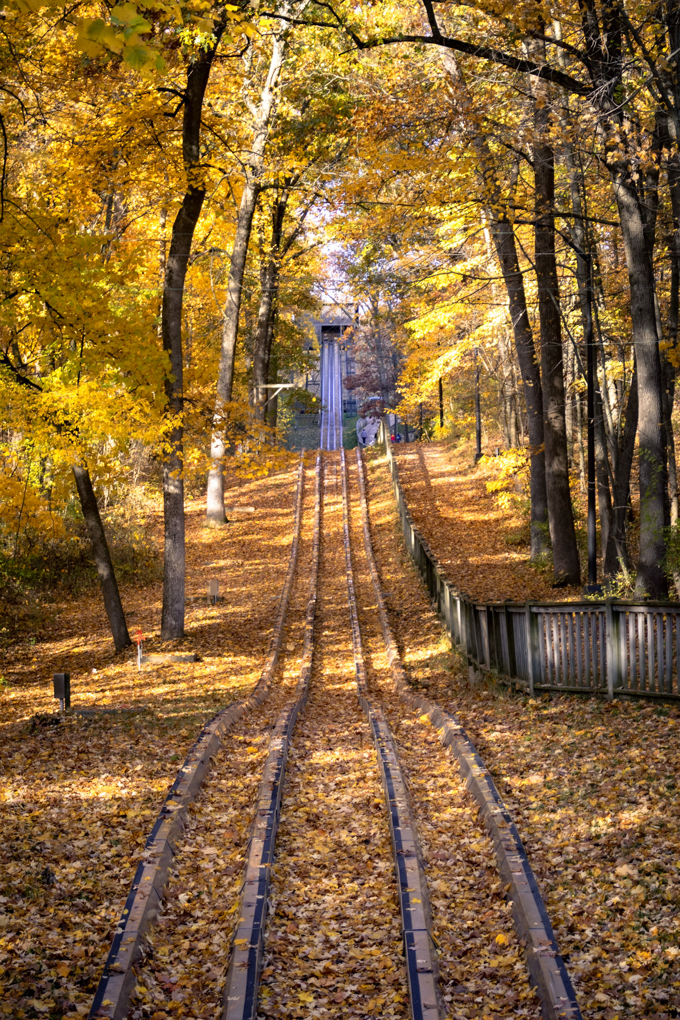 Toboggan ride subsubmed by a yellow monochromatic blanket of leaves