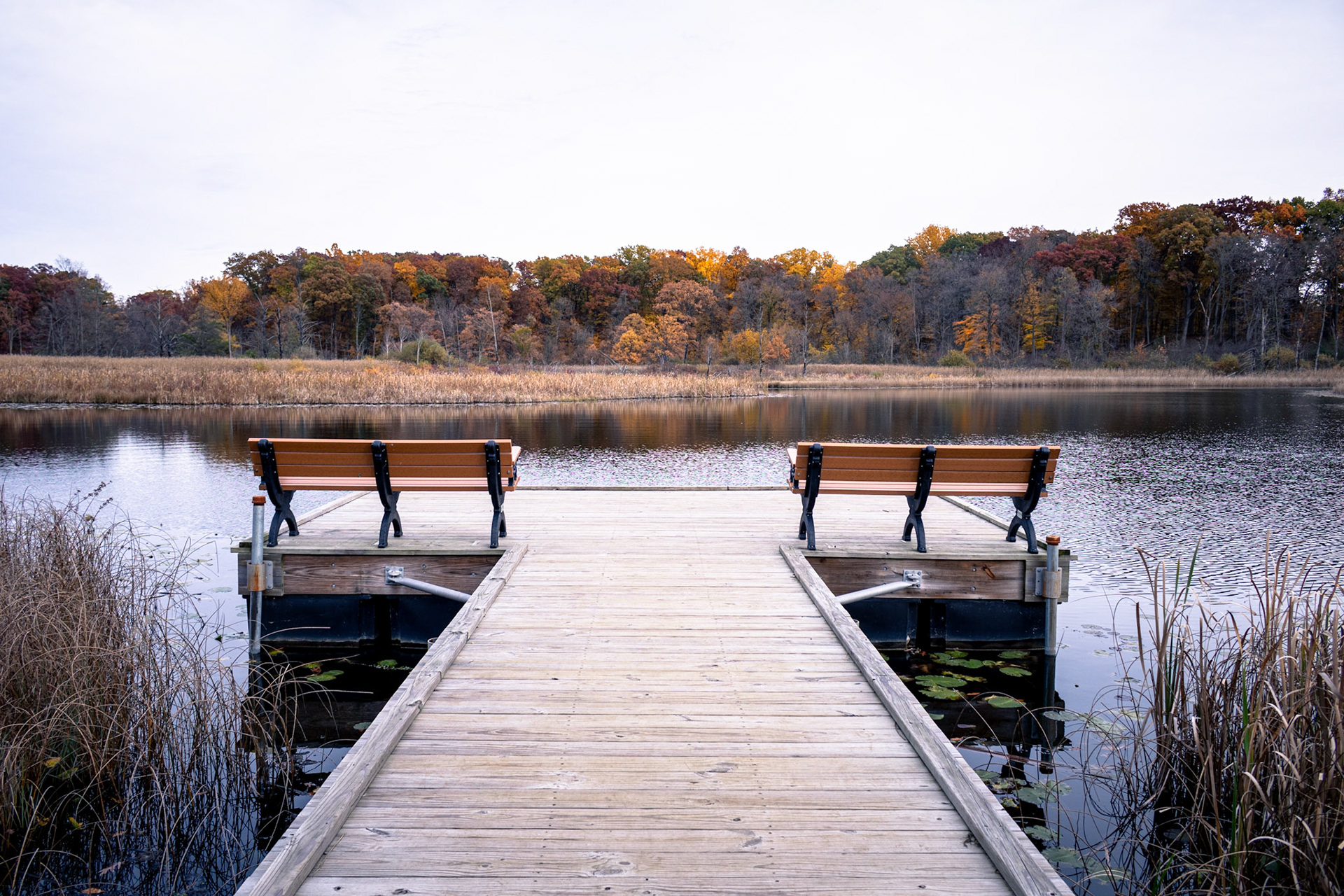 Two benches sit in companionable silence, watching the autumnal wetland