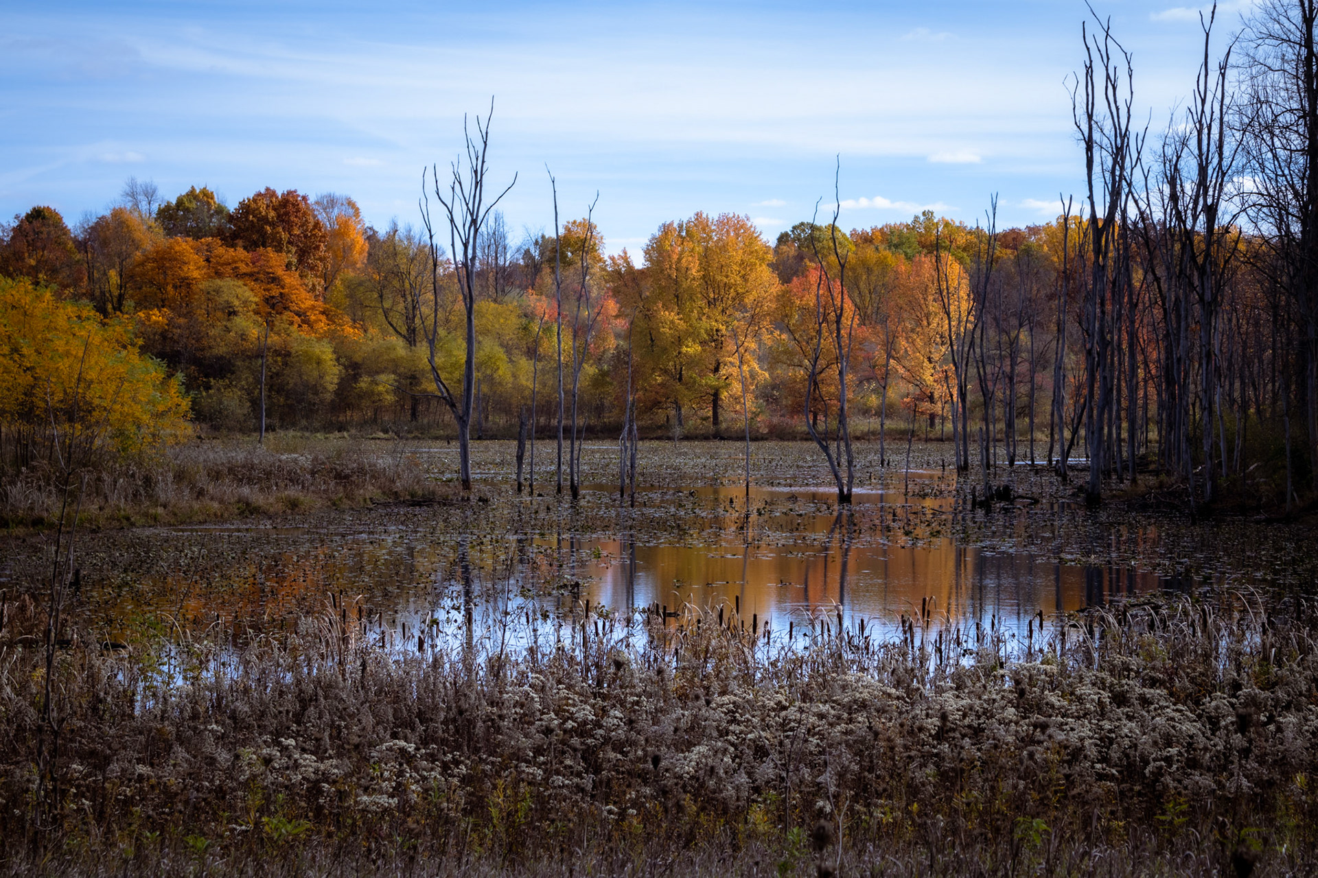 Colorful trees hold a conference around an autumnal wetland