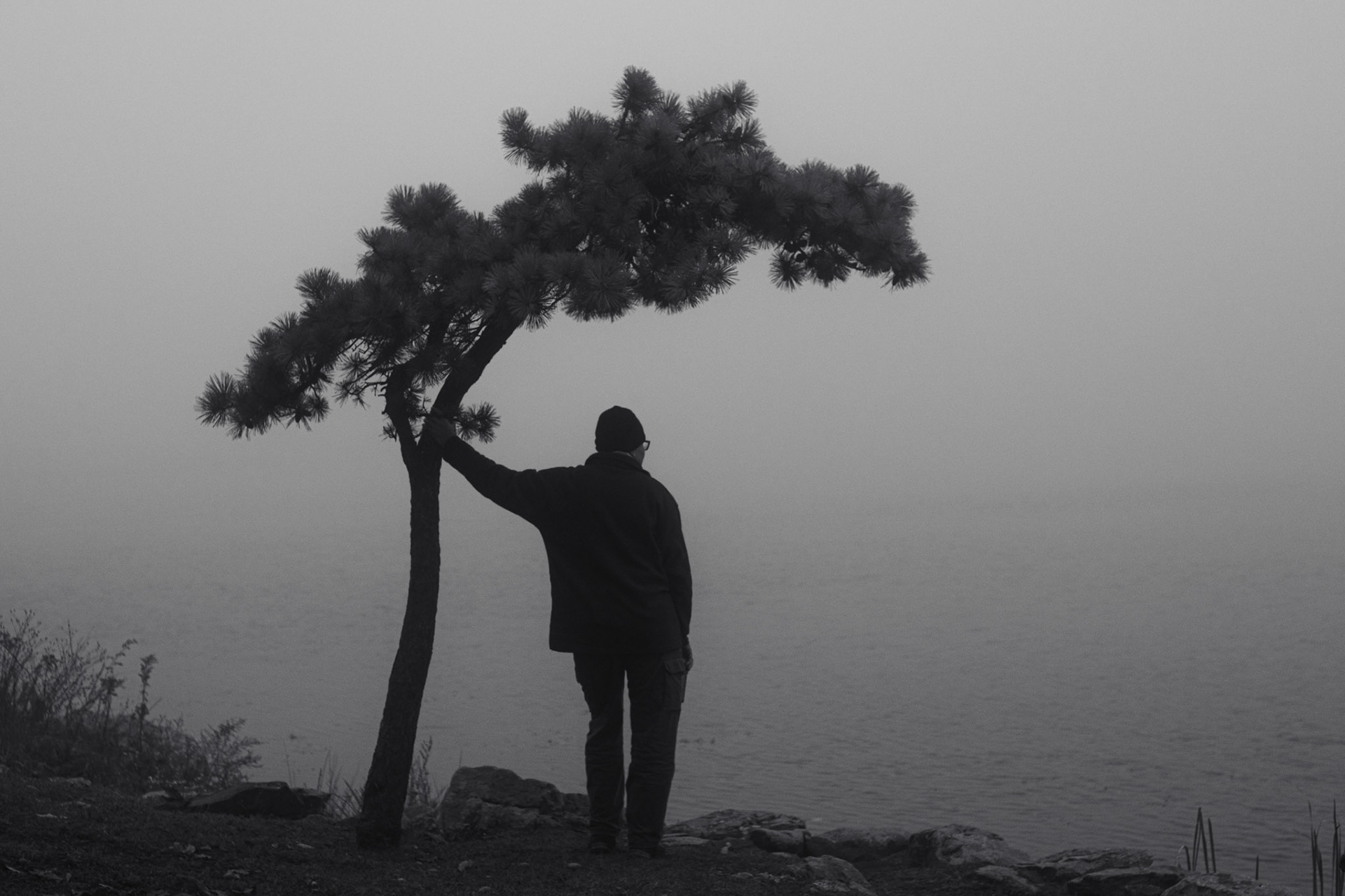 A man stands under a windswept juniper tree, overlooking a foggy lake