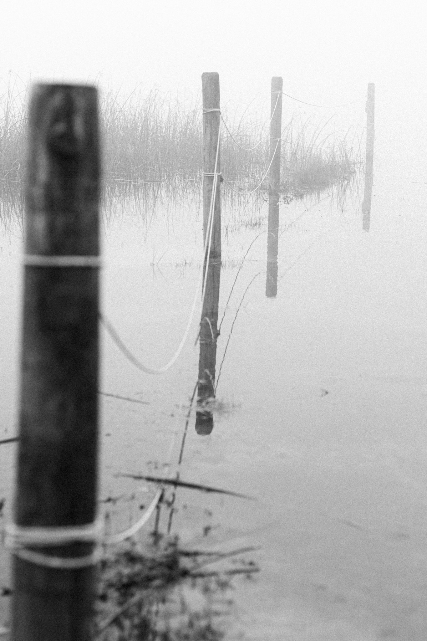 Fence posts roped together stand between a lakefront beach and a marsh on a foggy morning