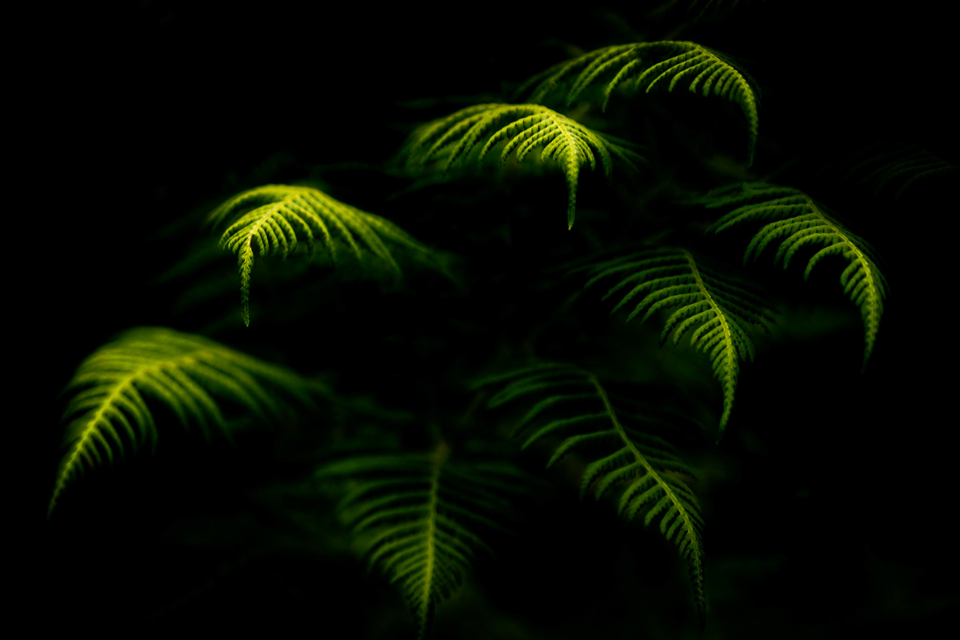 Ferns on Mountains to Sea Trail