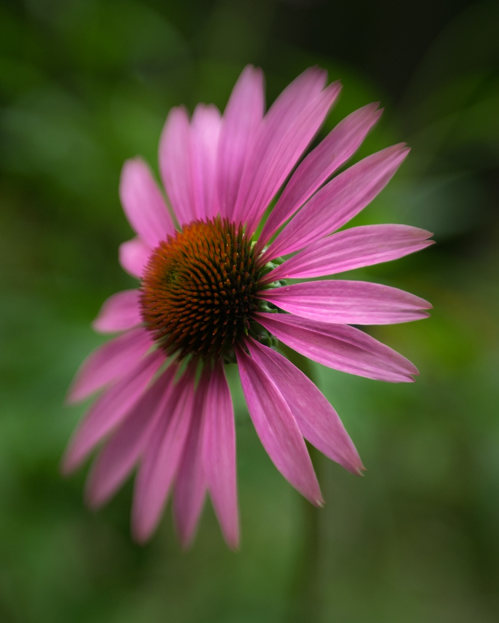 Radiant Coneflower