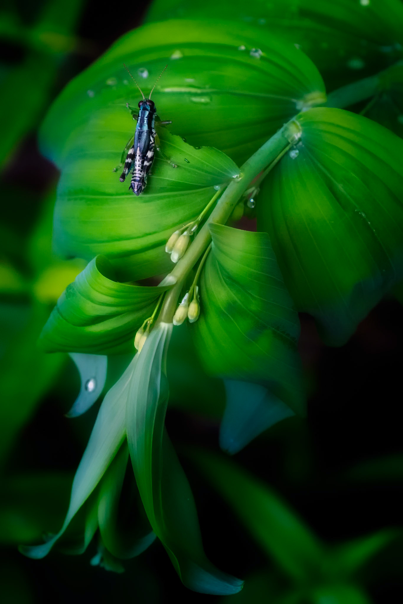 Grasshopper dining on Solomon's Seal leaves after Spring rains