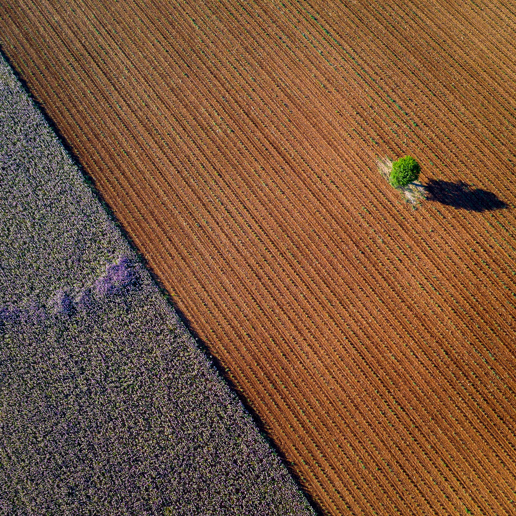 Provence