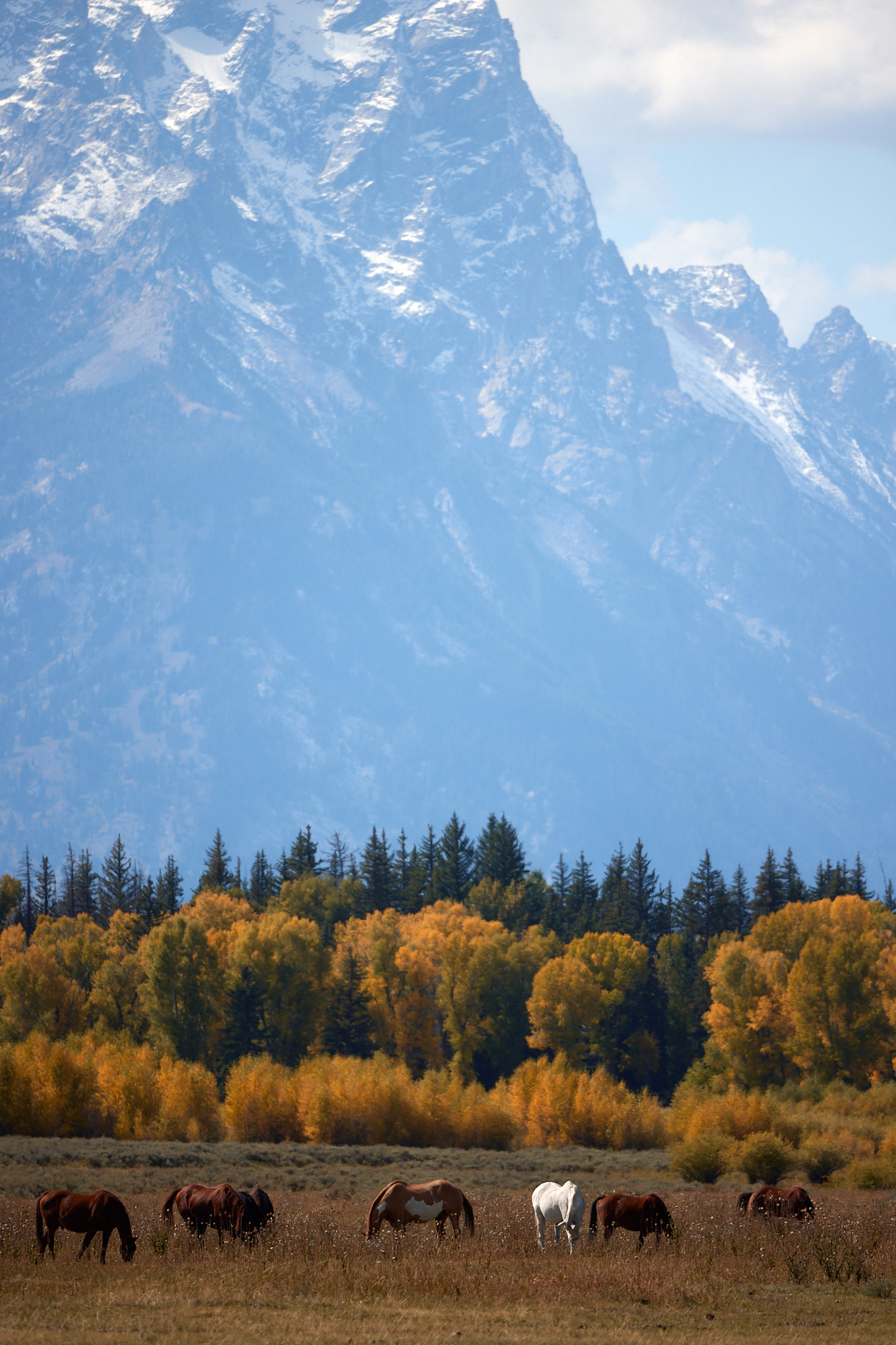 Horses graze in an open field near the Grand Teton mountain in Wyoming 